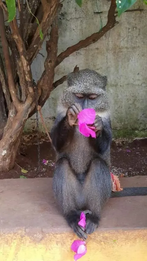 Other in Bahati Villa