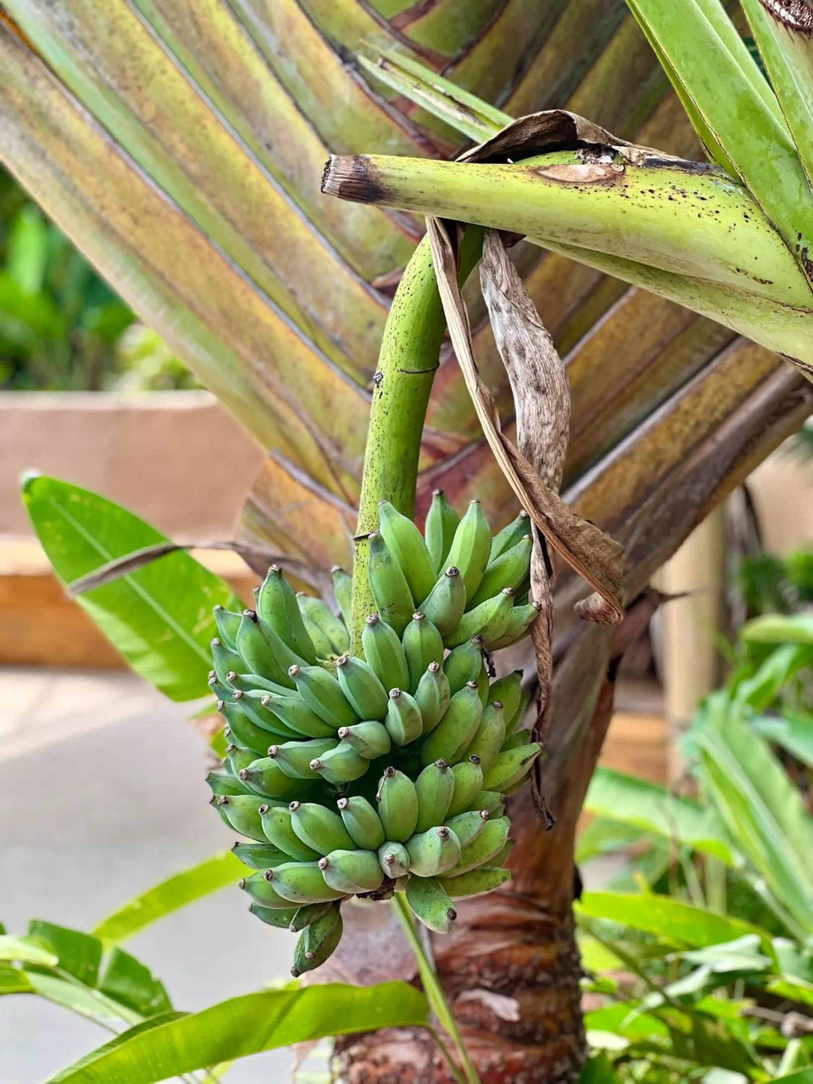 Day in The Canopy Krabi
