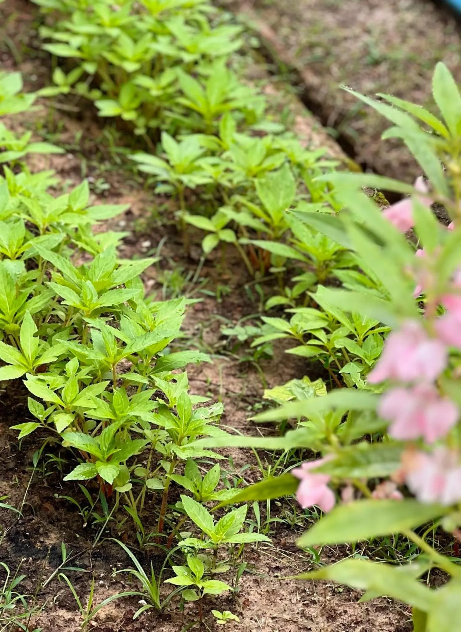 Garden view in The Canopy Krabi