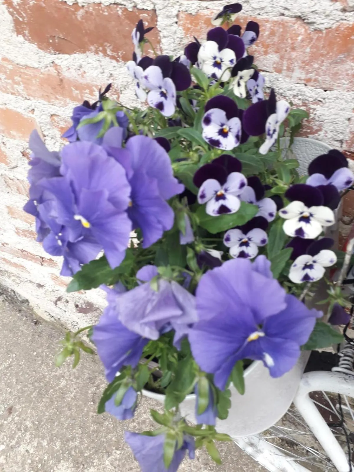 Garden in Apartment Ada bed & breakfast