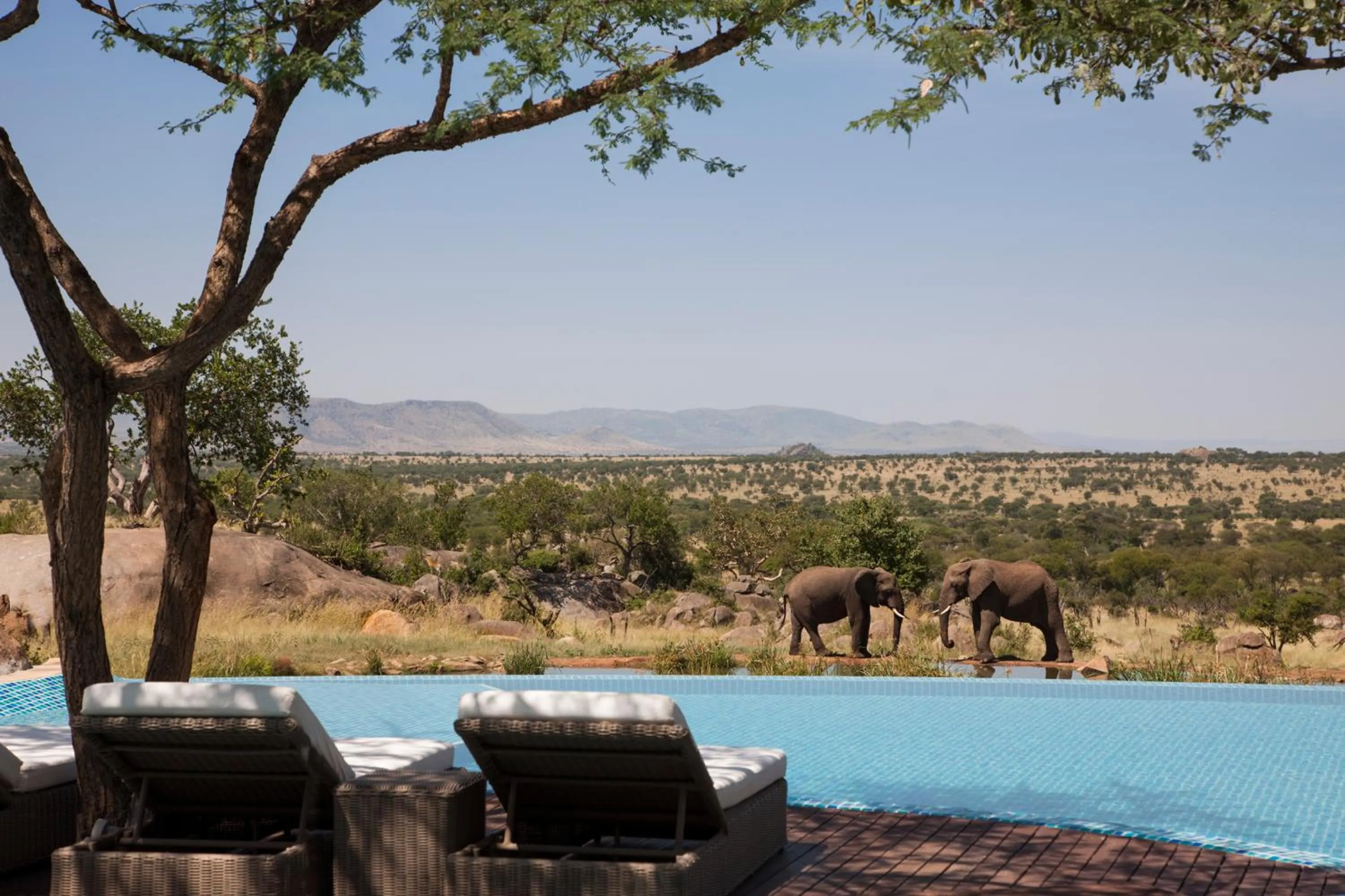 Swimming pool in Four Seasons Safari Lodge Serengeti