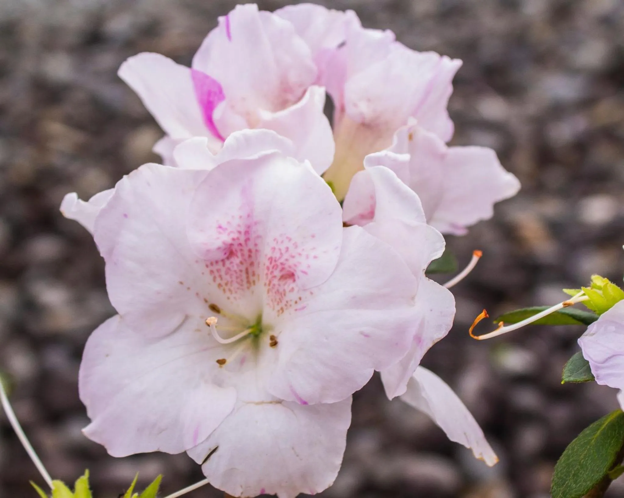 Garden view in Palm Motel Waihi