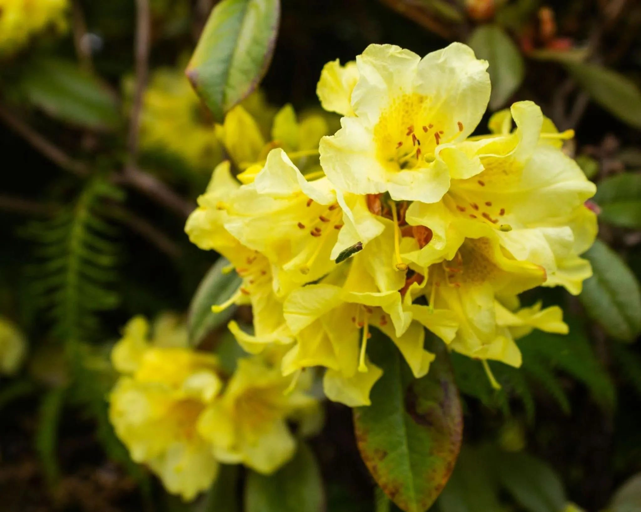Garden view in Palm Motel Waihi