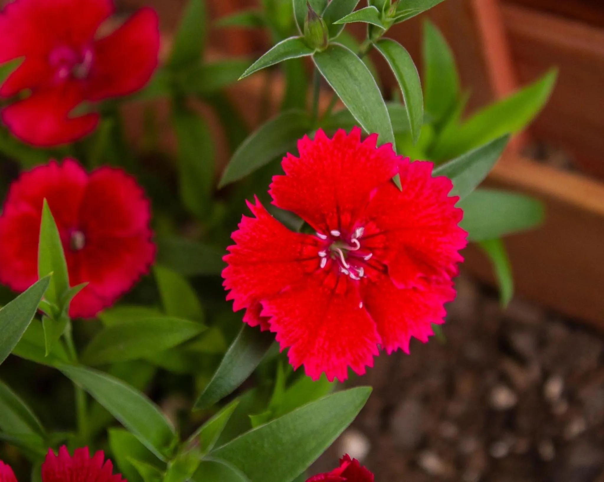 Garden view in Palm Motel Waihi