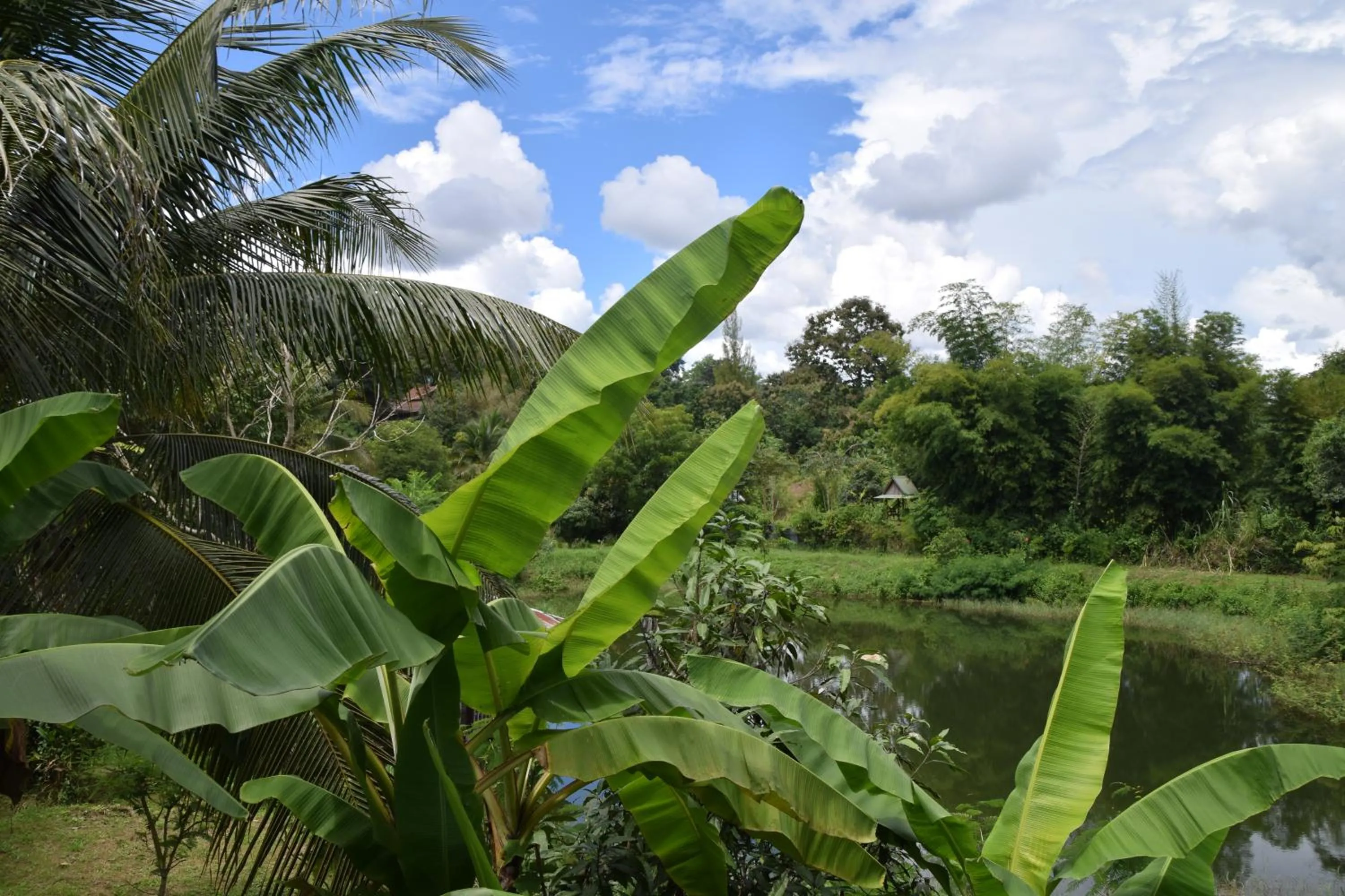 Garden in Oasis Pai Resort