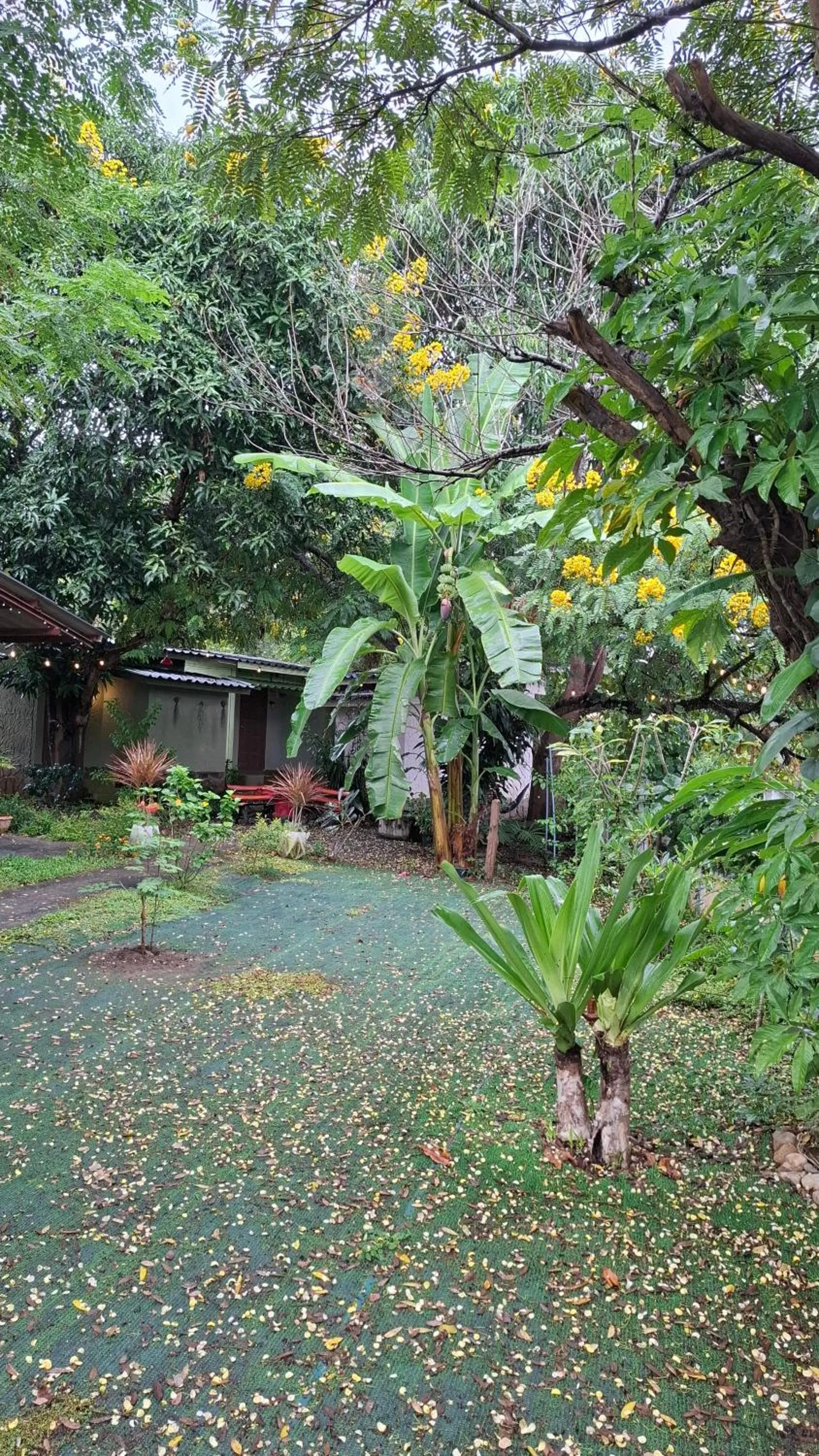 Garden in Oasis Pai Resort