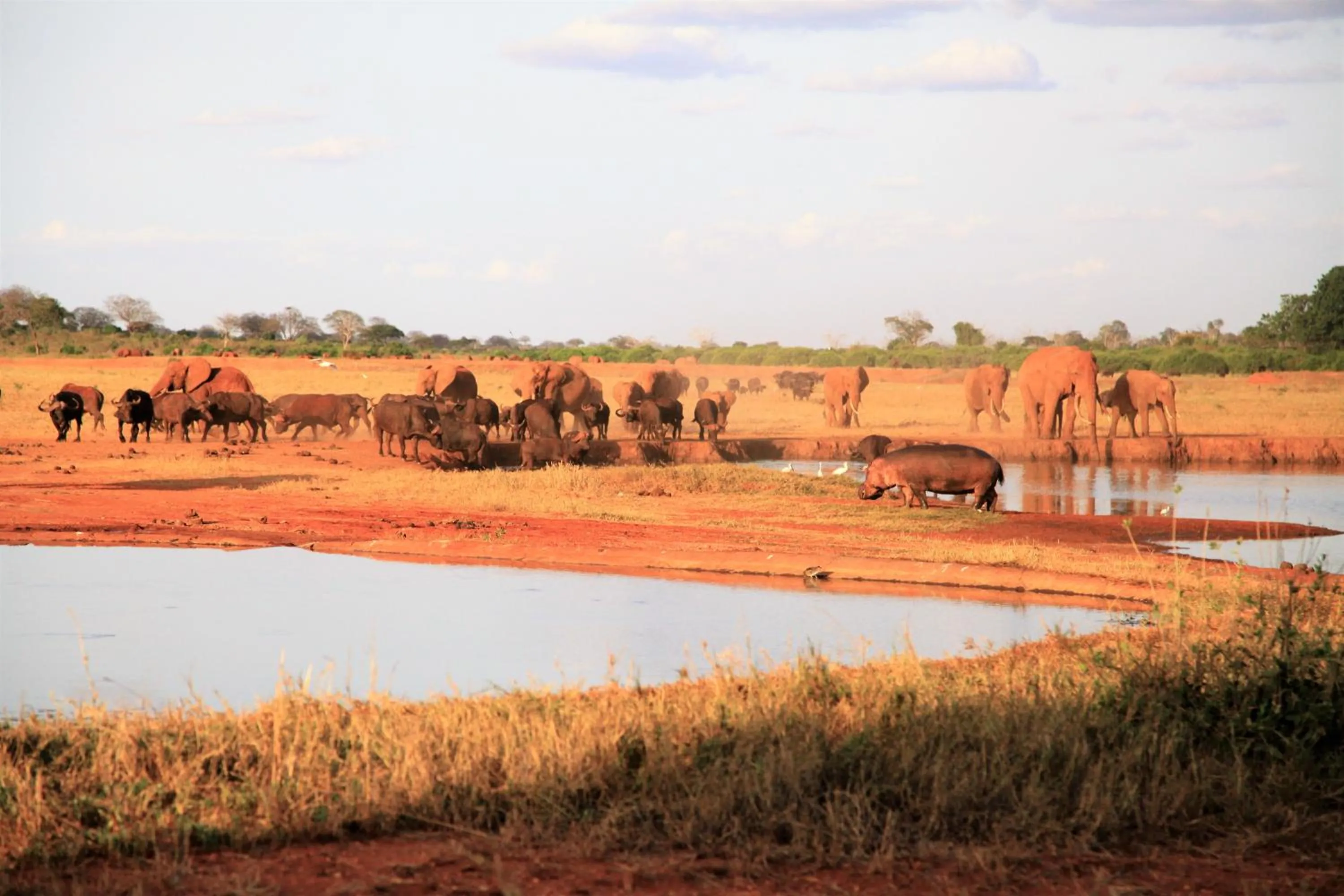 View (from property/room), Other Animals in Voi Wildlife Lodge