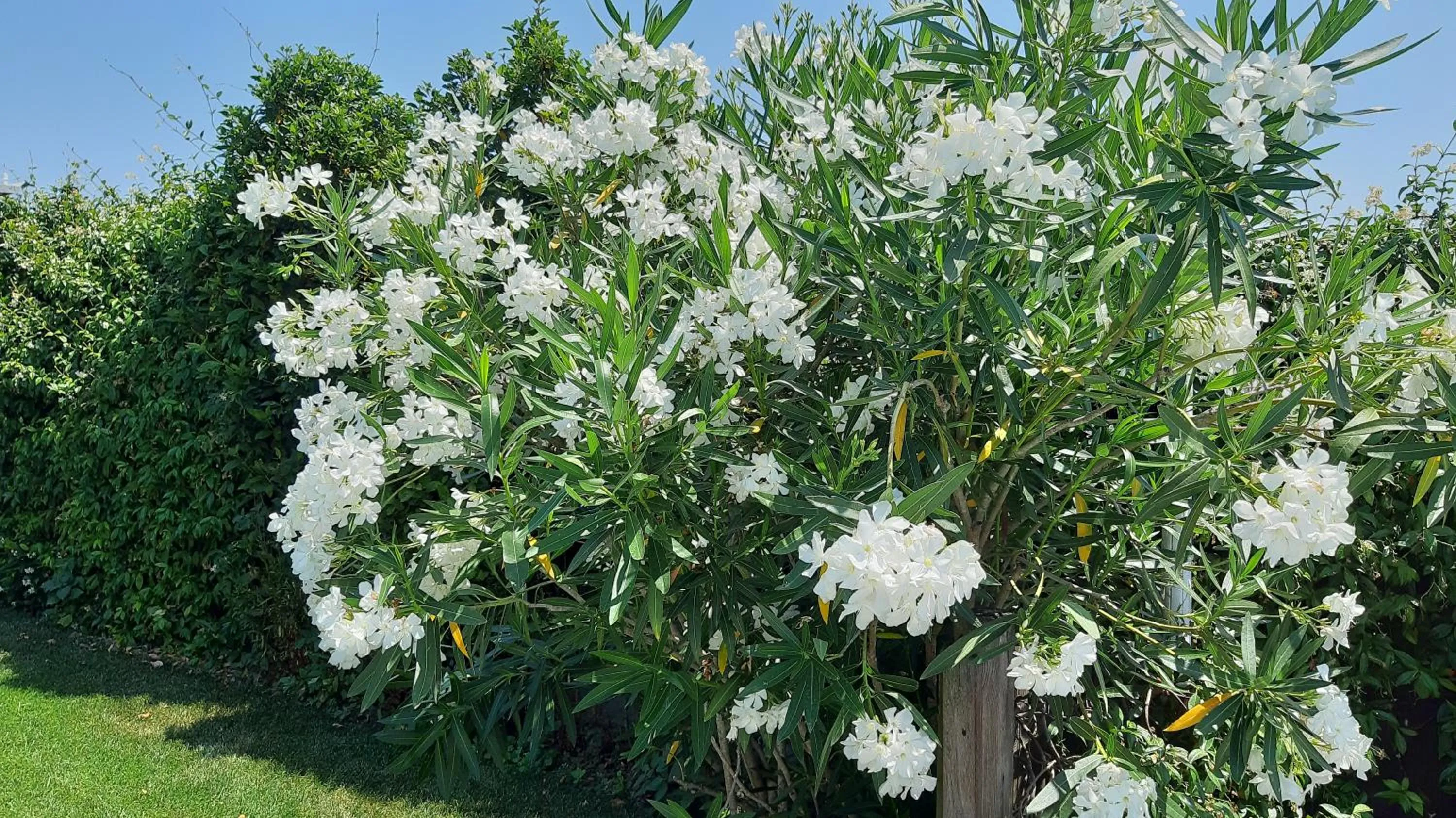 Summer in La Casa delle Rondini