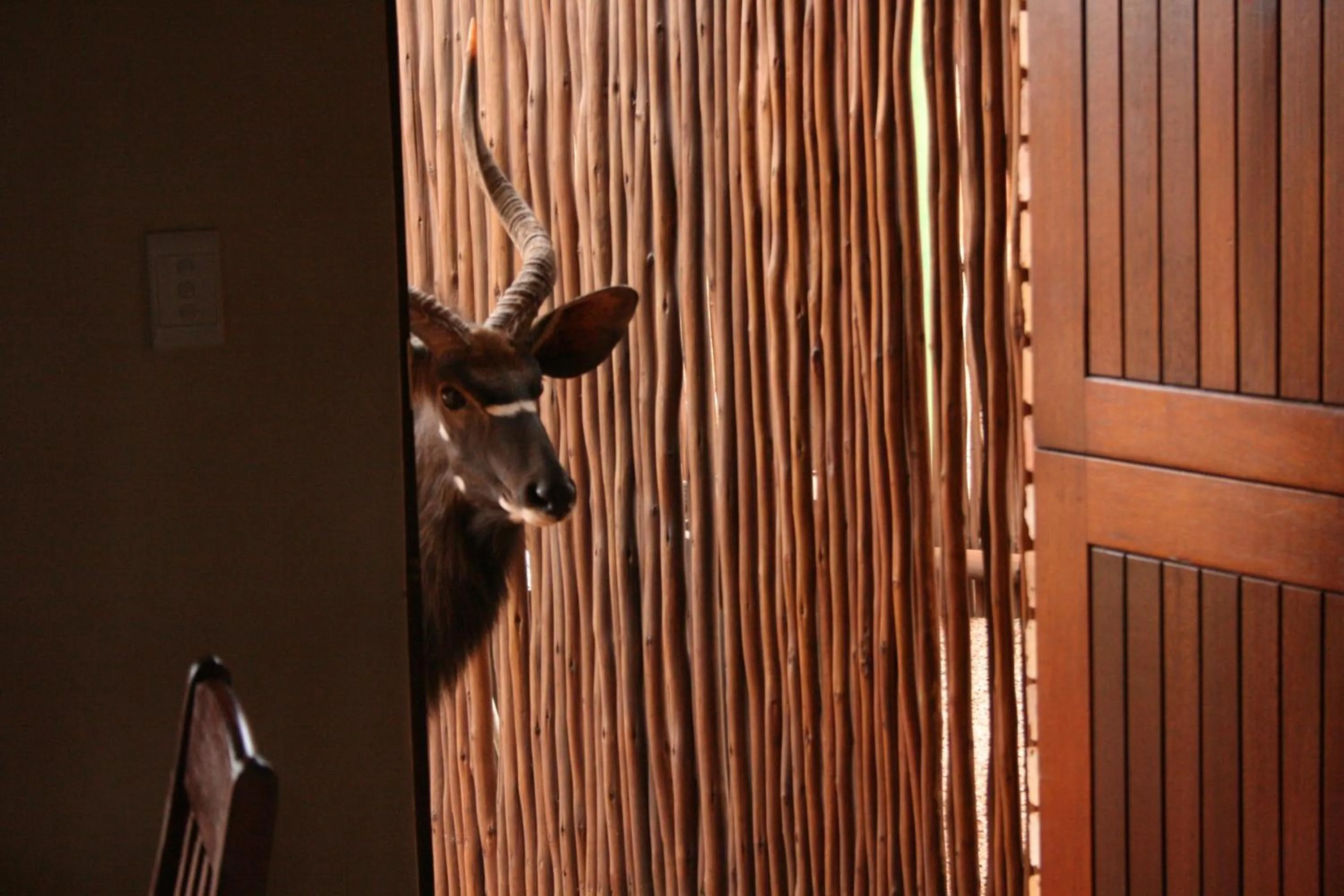 Animals in Makhato 84 Bush Lodge