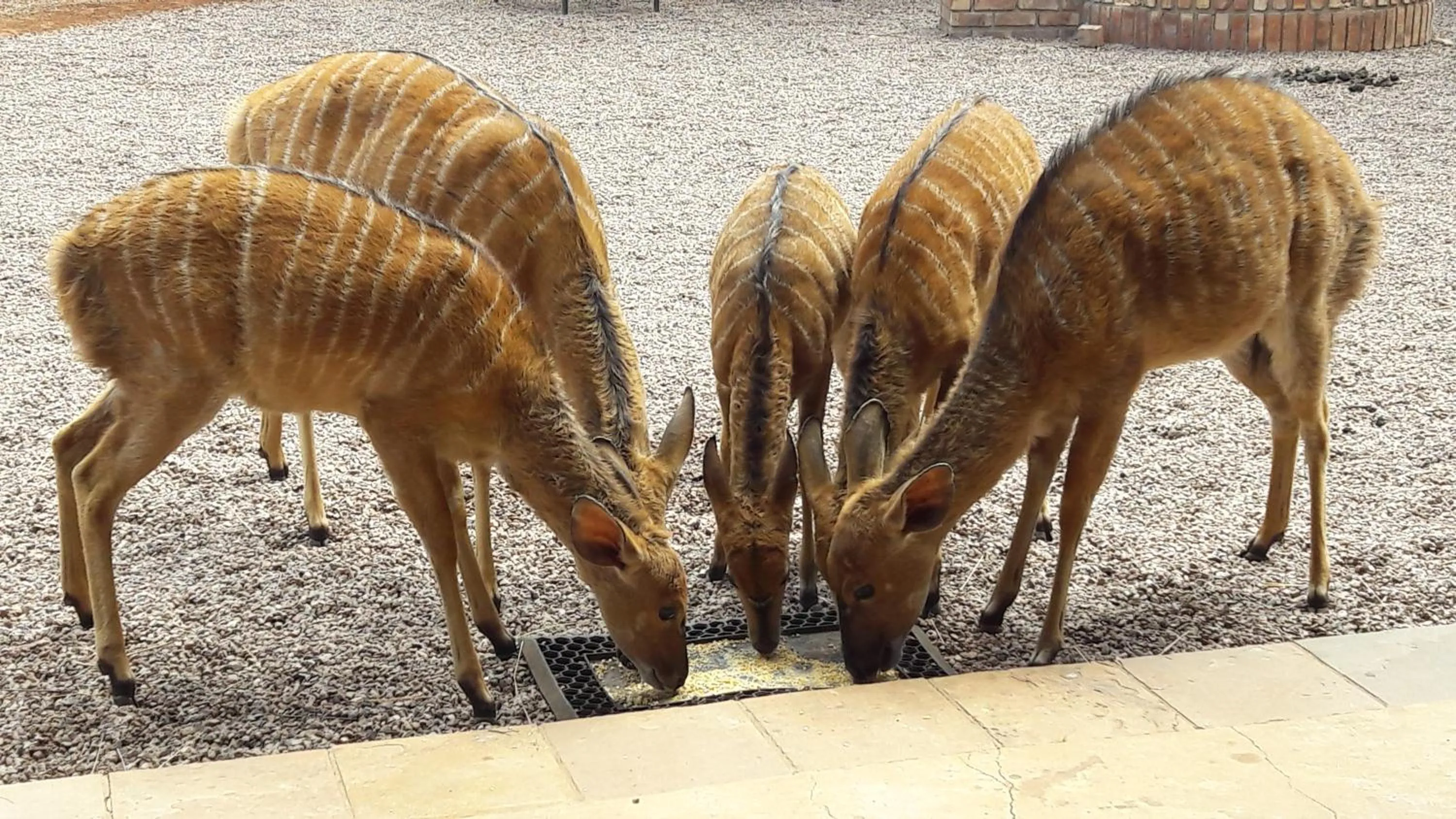 Animals in Makhato 84 Bush Lodge
