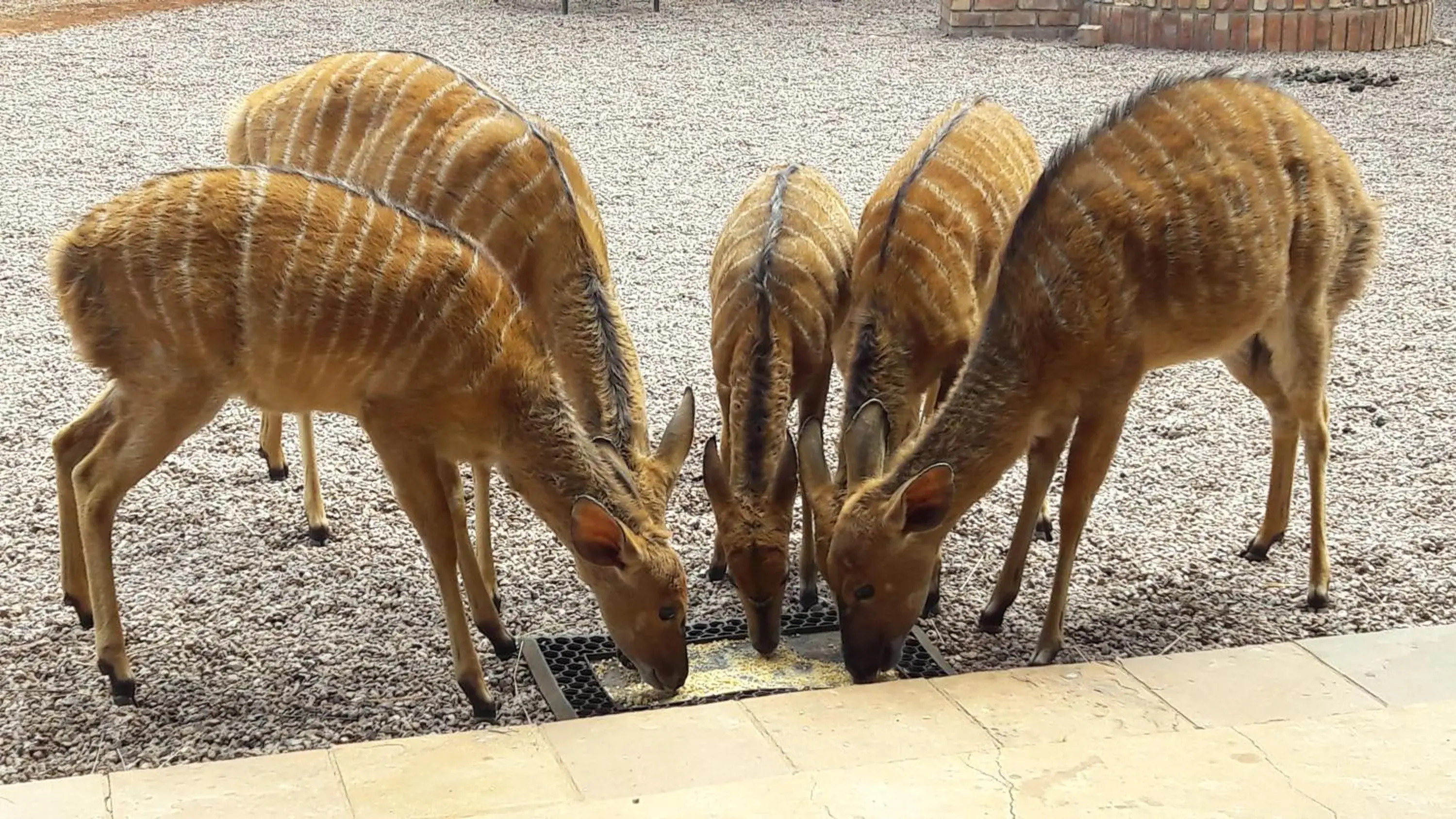 Makhato 84 Bush Lodge Makhato 84 Bush Lodge