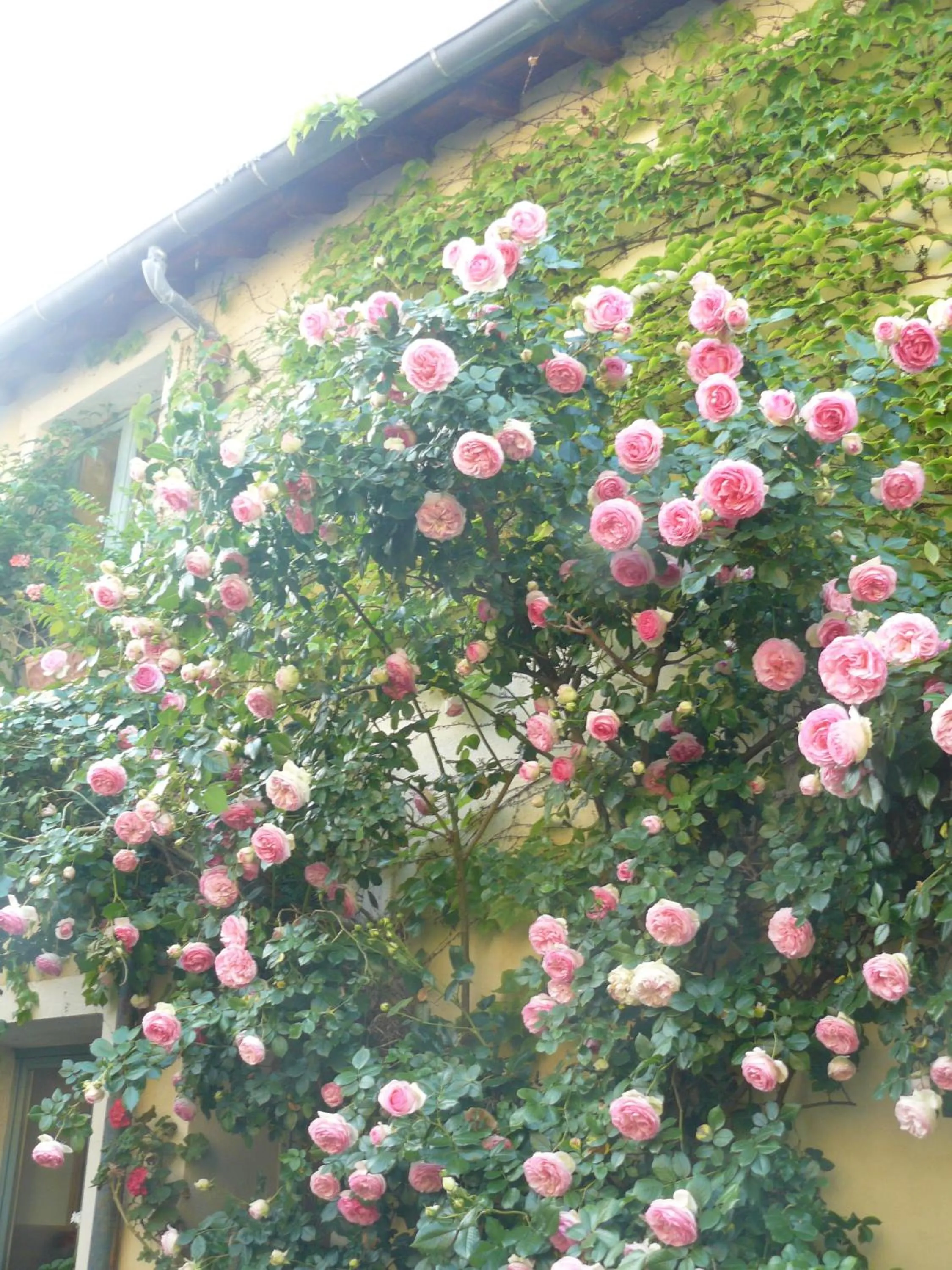 Garden in Porte de Paris