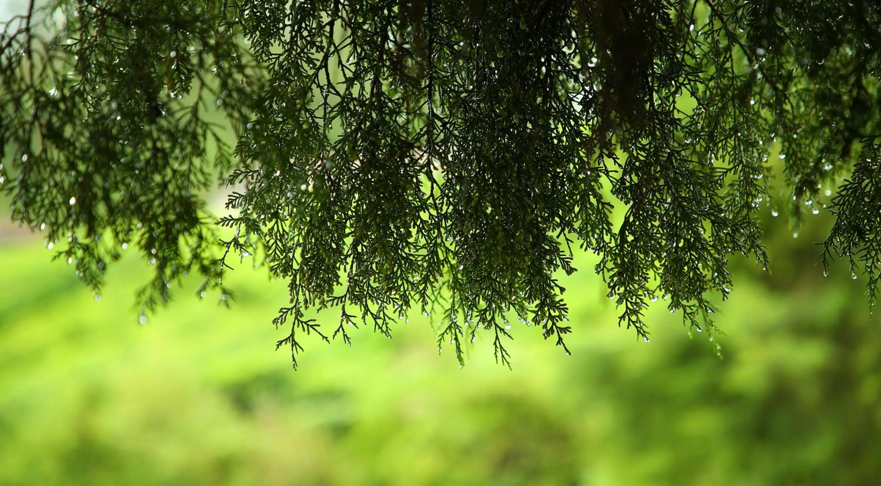 Natural landscape in Hotel C7 Munnar