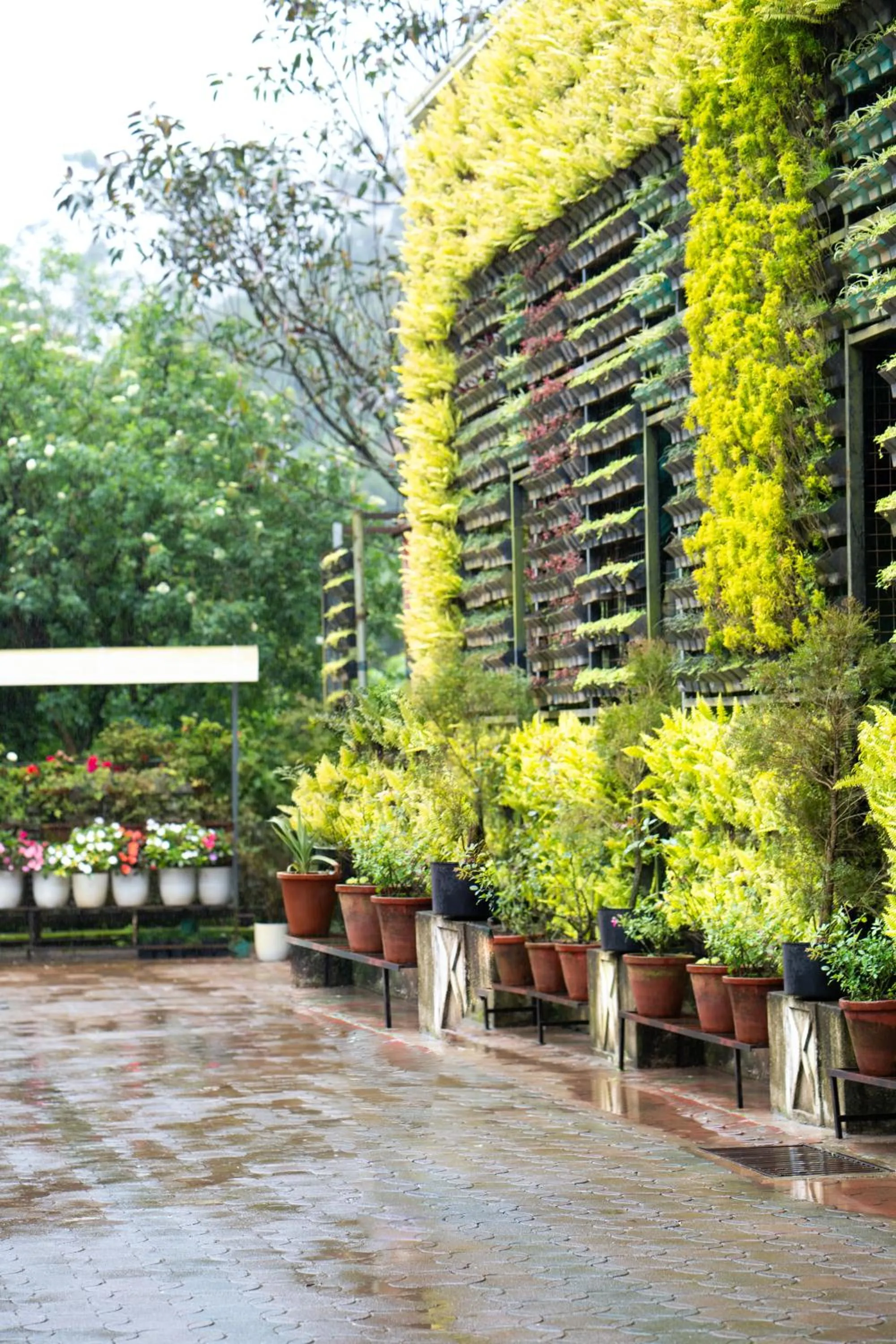 Garden in Hotel C7 Munnar