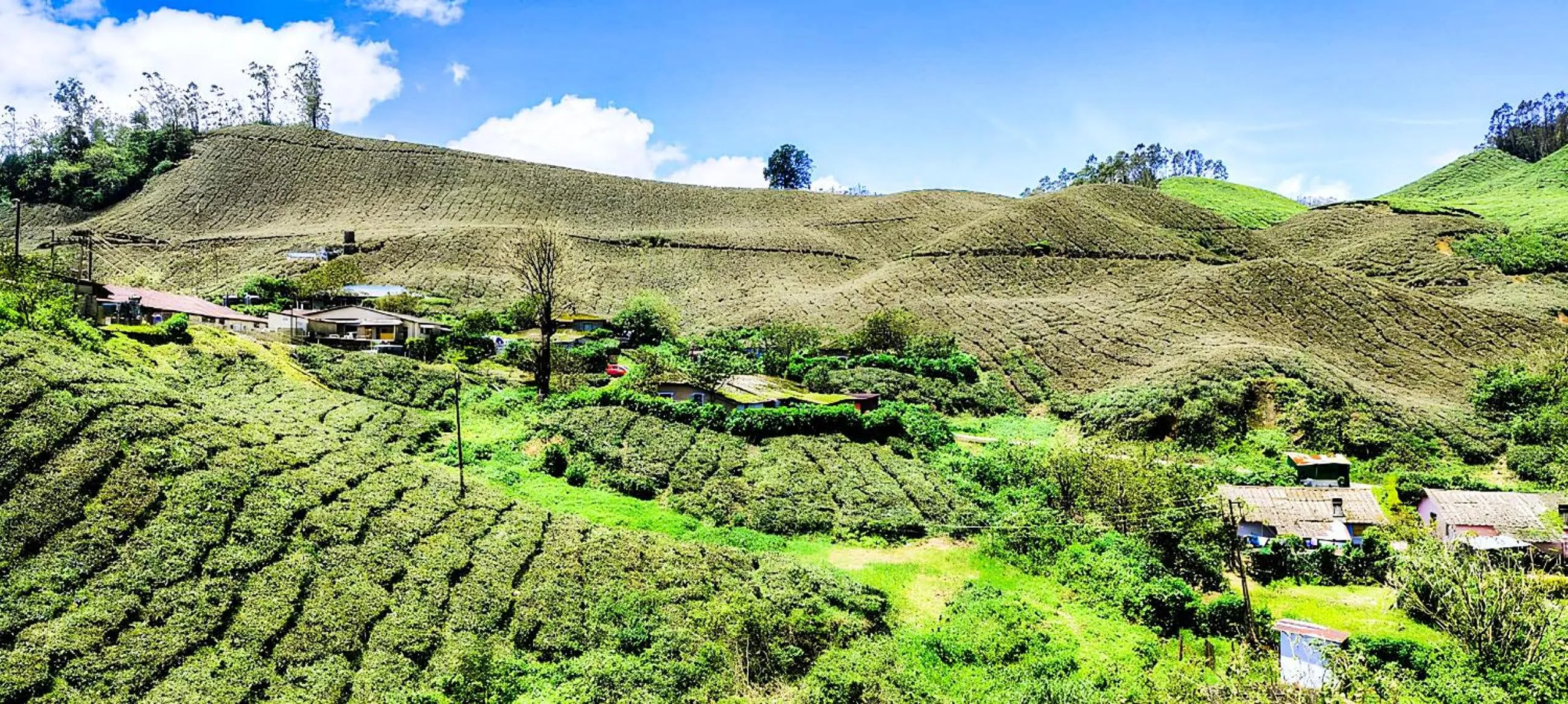 Natural landscape in Hotel C7 Munnar