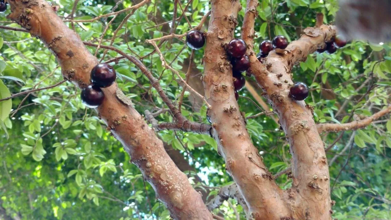 Natural landscape in Hotel Fazenda Pirâmides