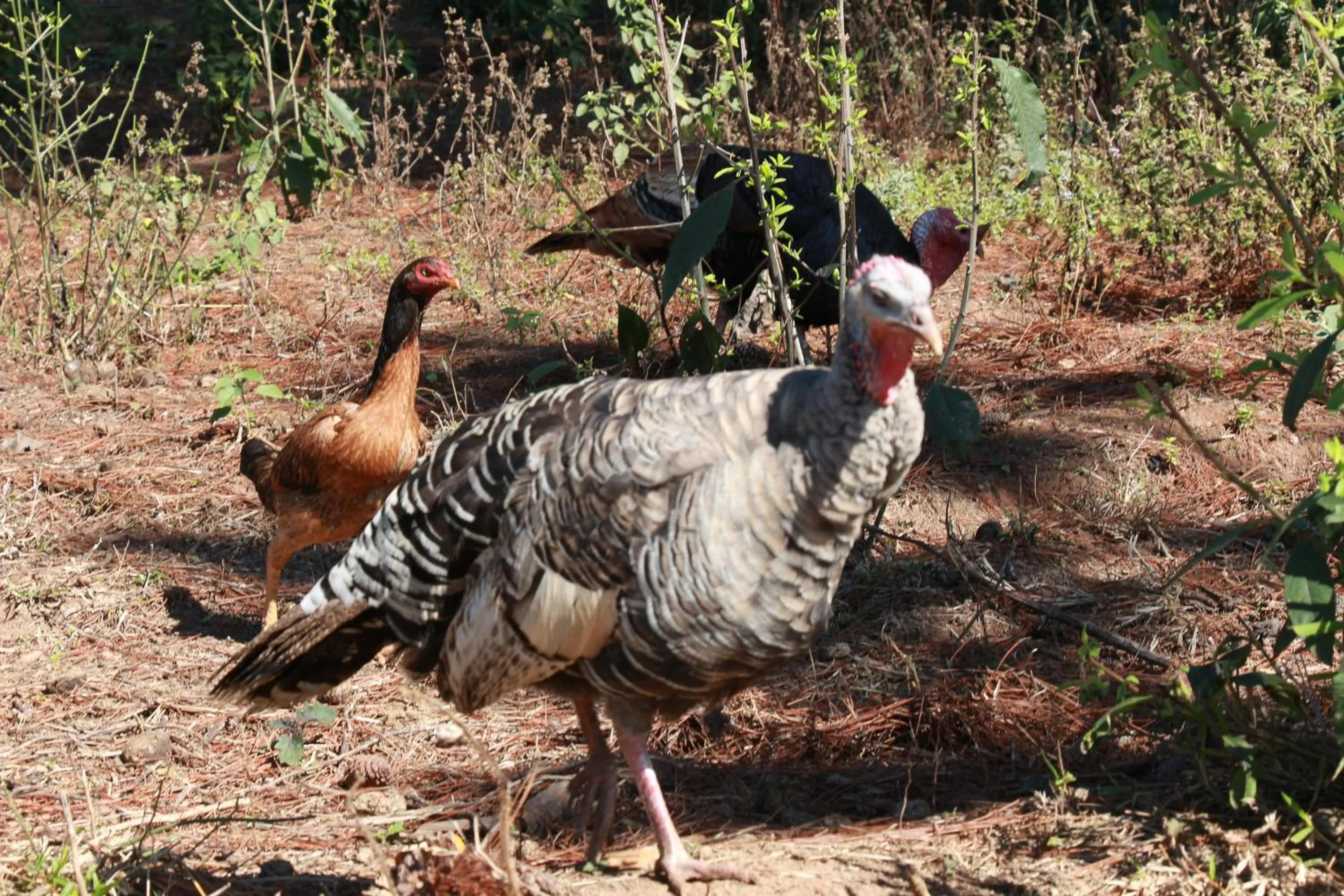 Animals in Hotel Fazenda Pirâmides