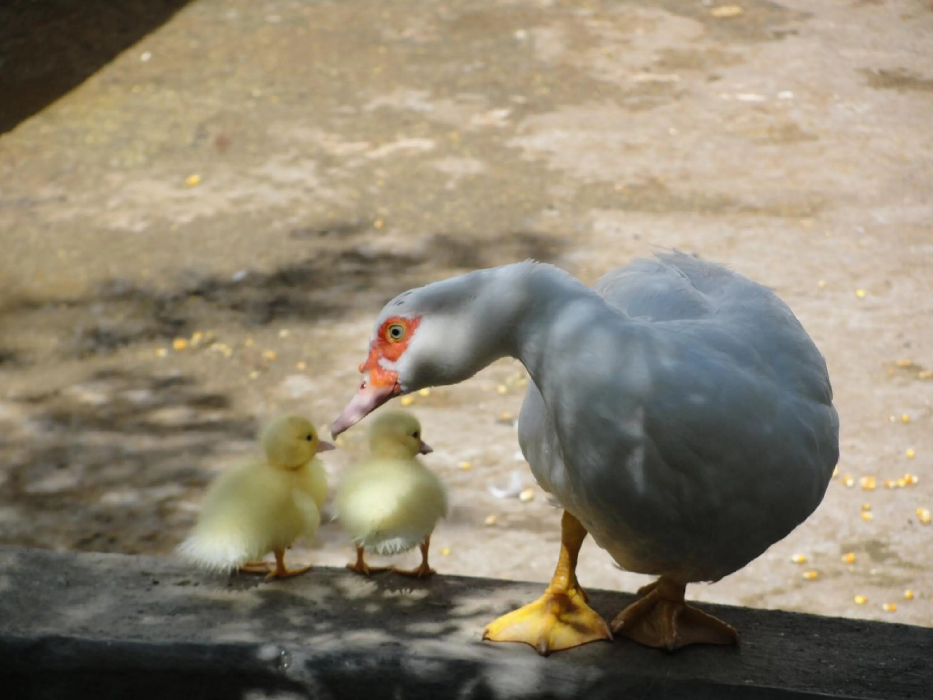 Animals in Hotel Fazenda Pirâmides