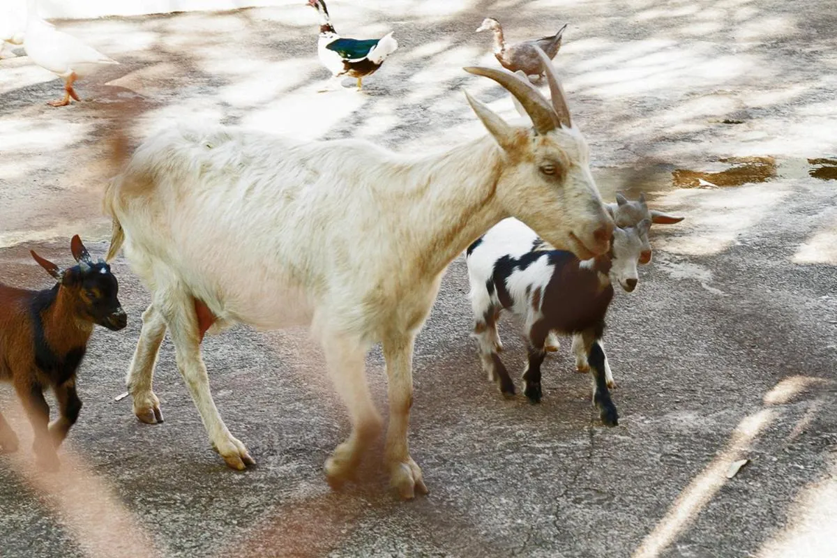 Animals in Hotel Fazenda Pirâmides