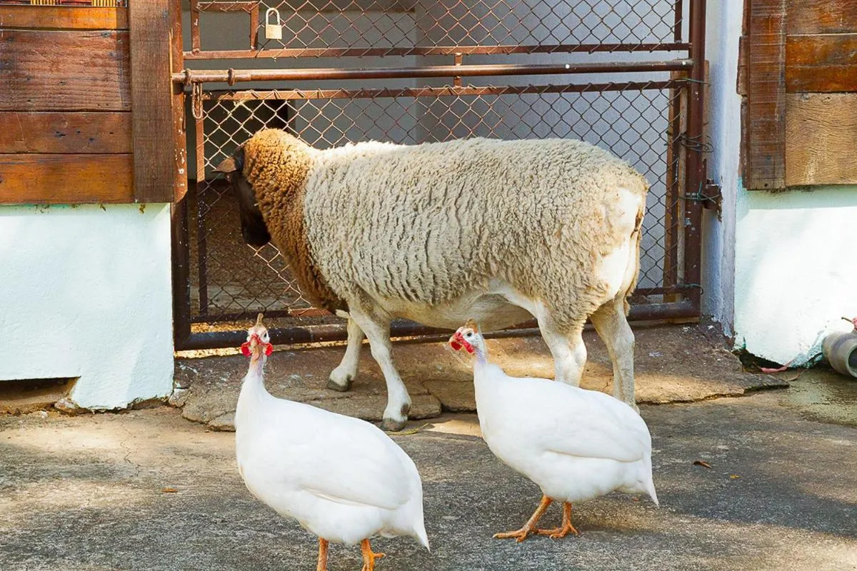 Animals in Hotel Fazenda Pirâmides