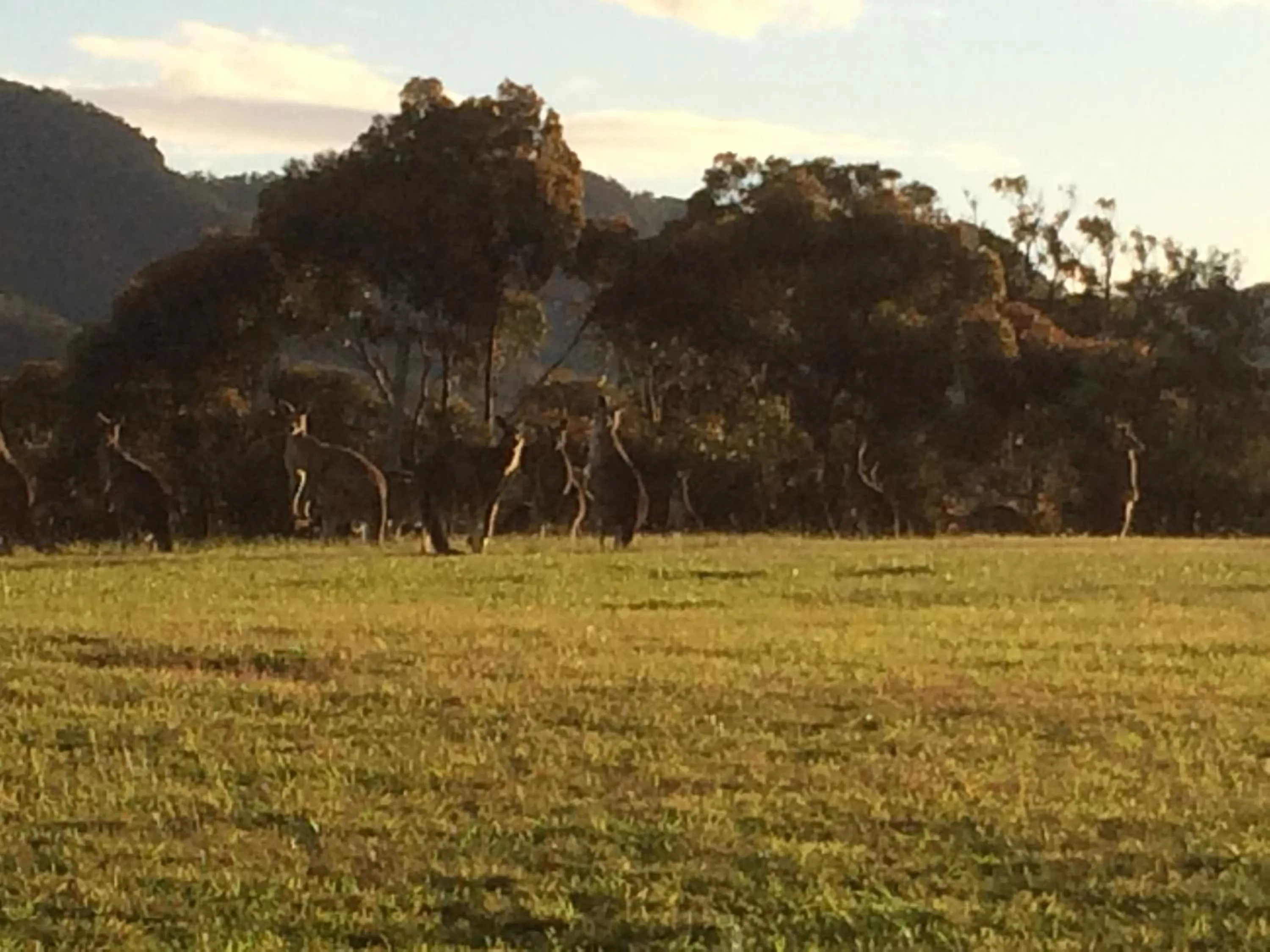 Animals in Grapevines Boutique Accommodation