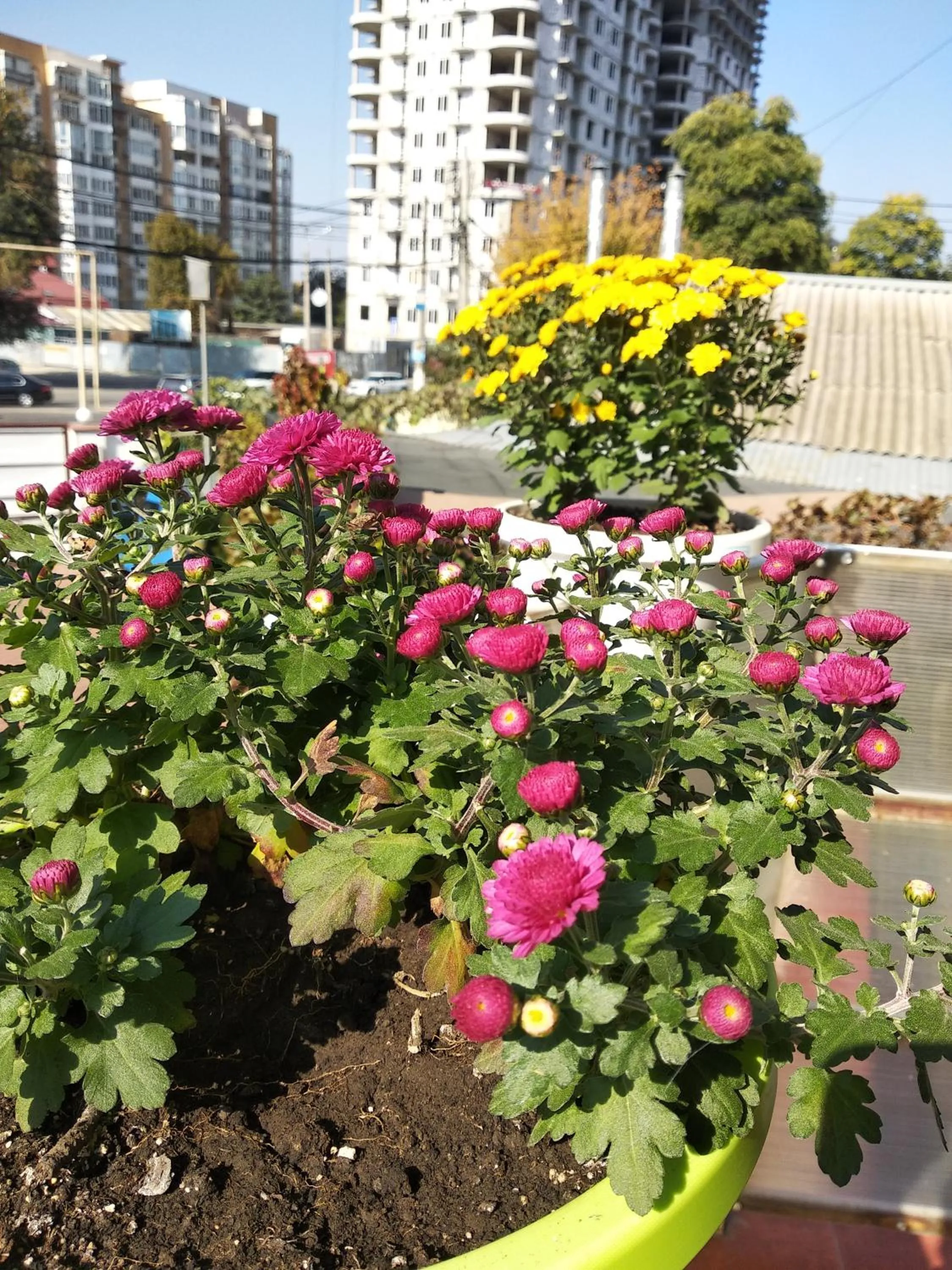 Garden in 12 Months Mini Hotel