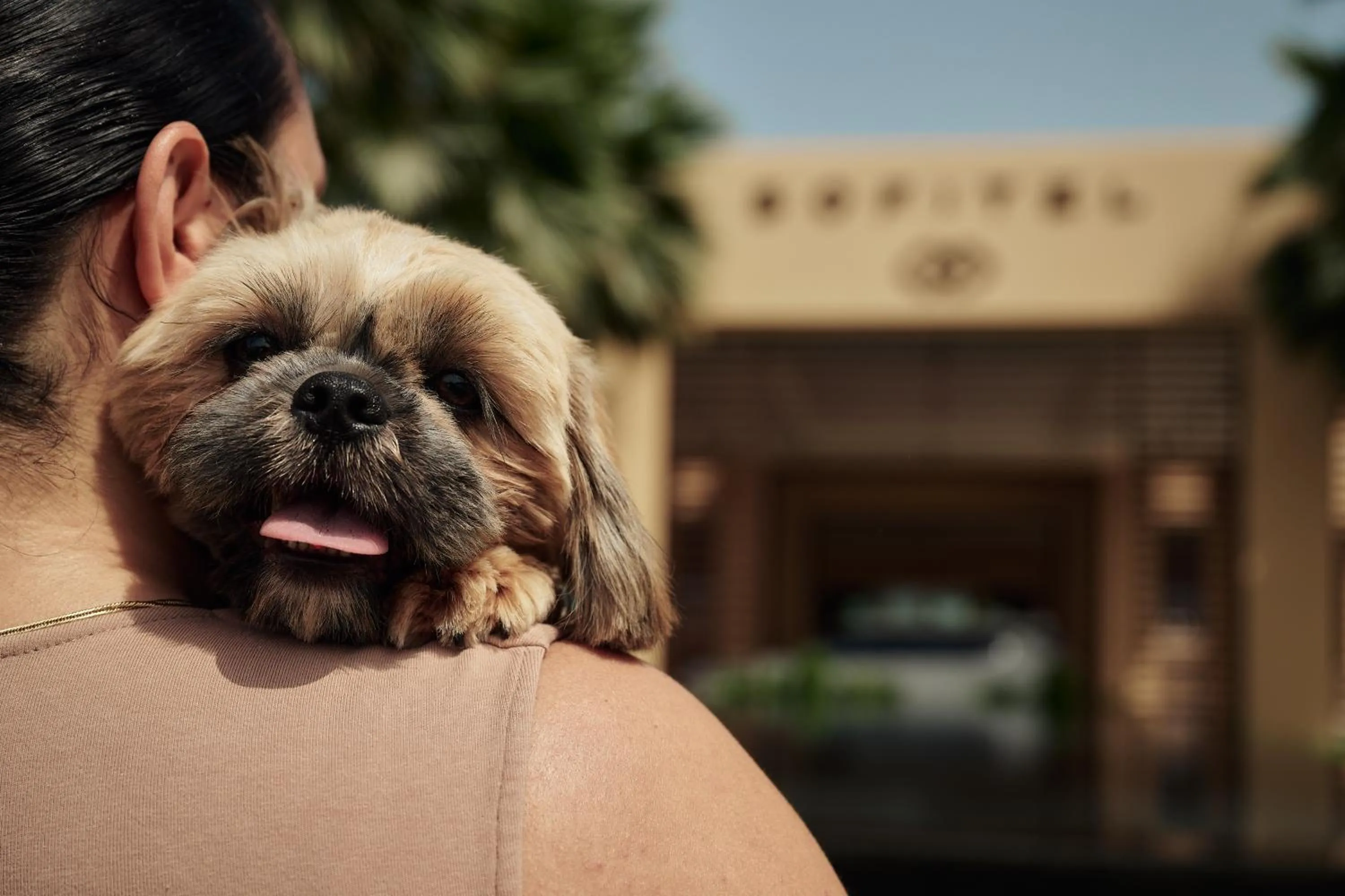 pet friendly in Sofitel Al Hamra Beach Resort