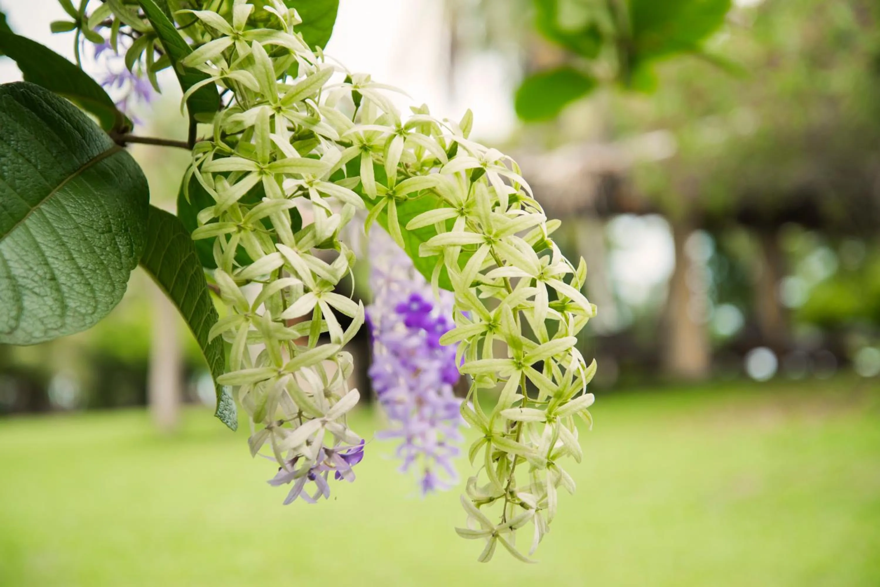 Garden in Hotel Delfin Playa Bejuco