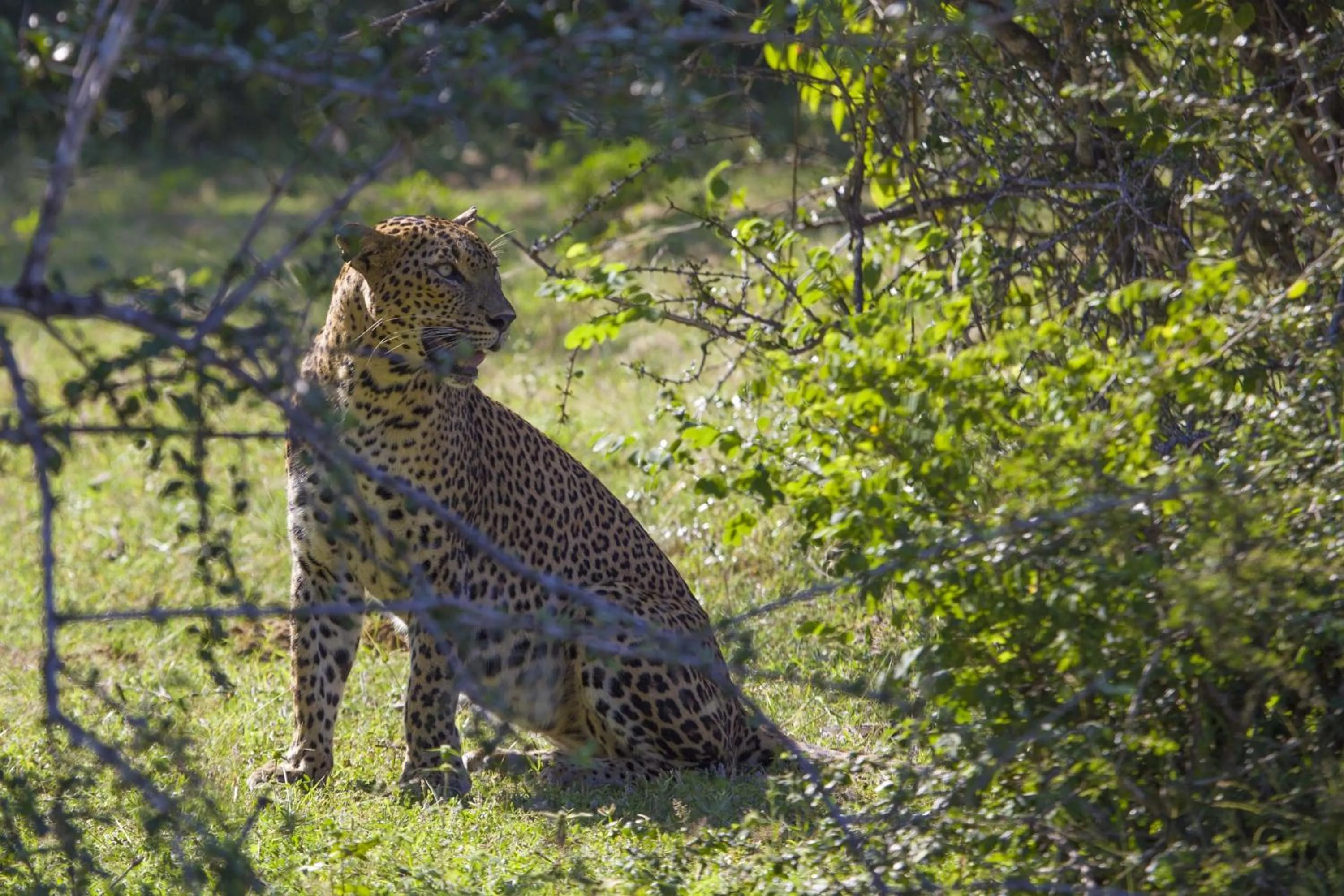 Animals in Shine Park