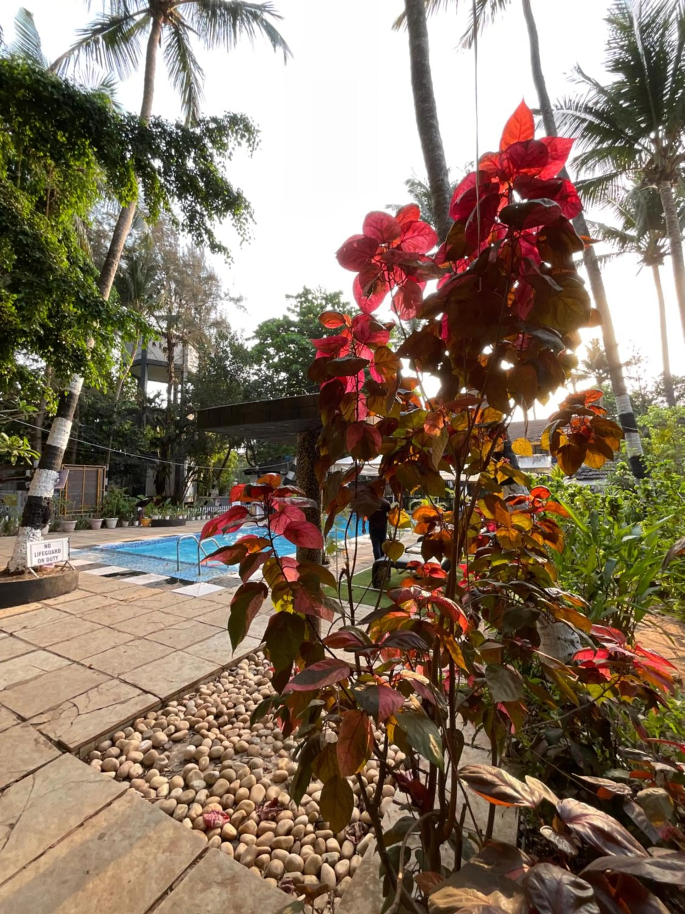 Garden in Ondas Do Mar Beach Resort Phase-1