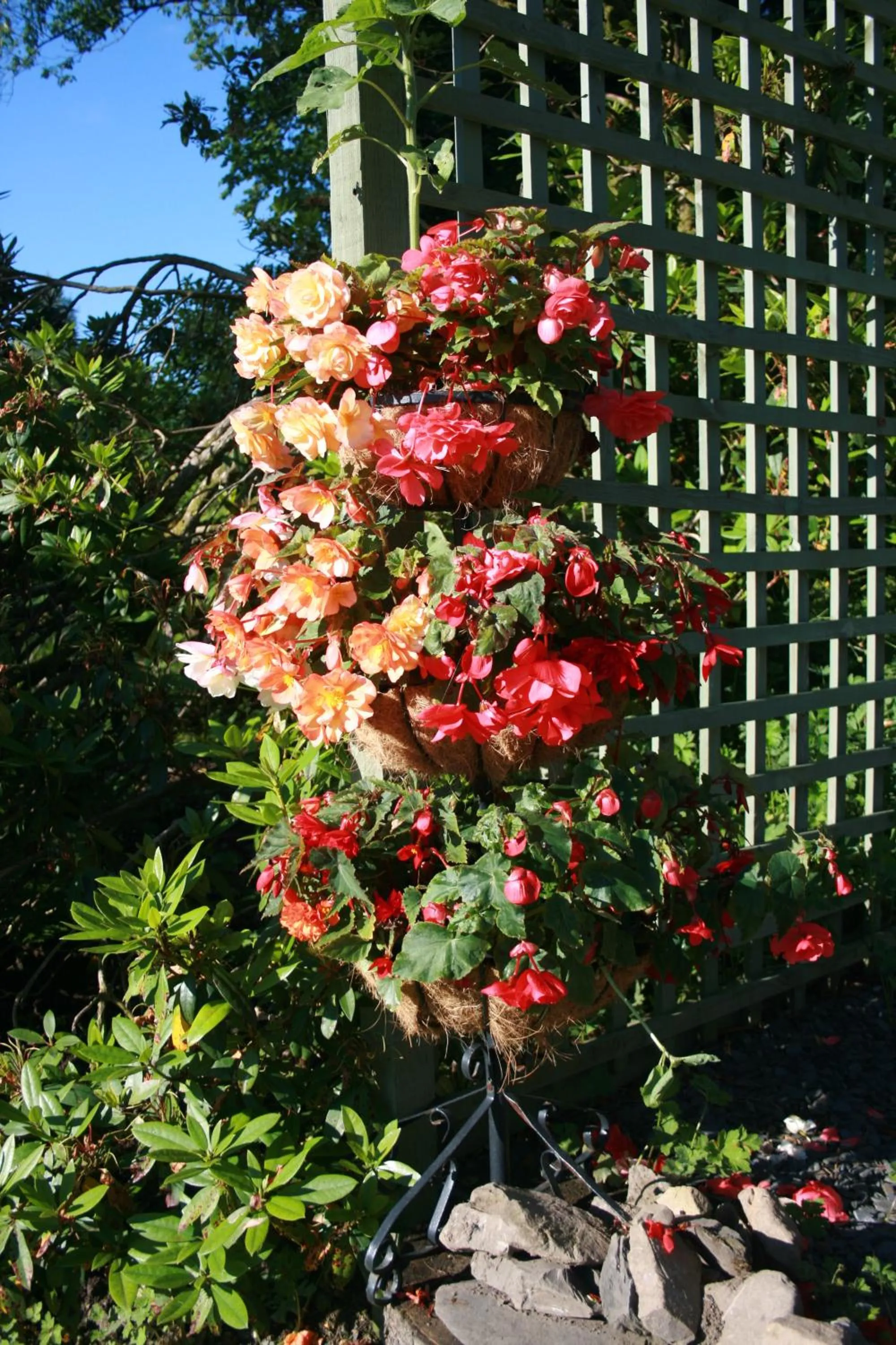 Garden in School House Cottage B&B and tea garden