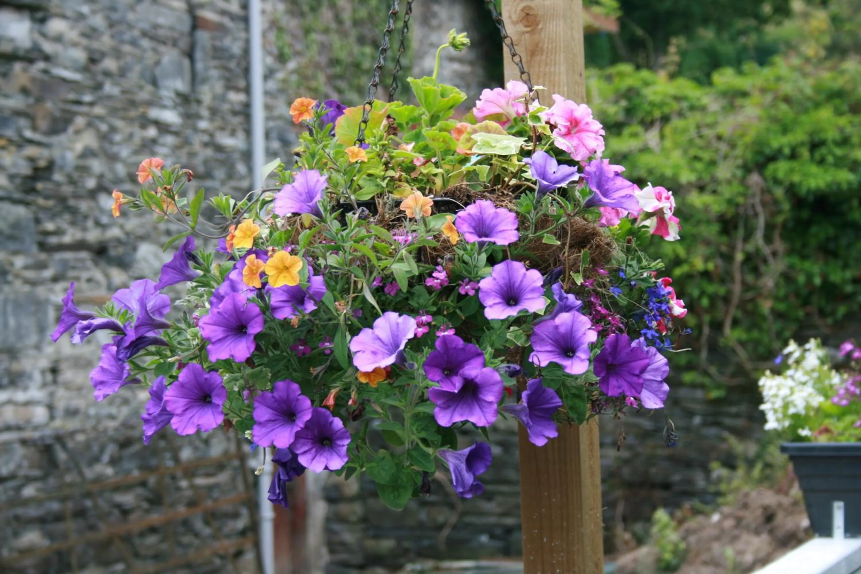 Garden in School House Cottage B&B and tea garden