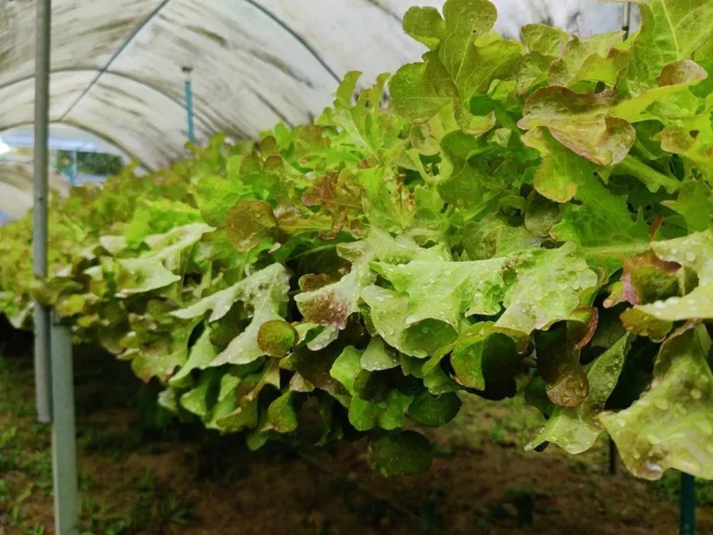 Garden in The Willow Phangan