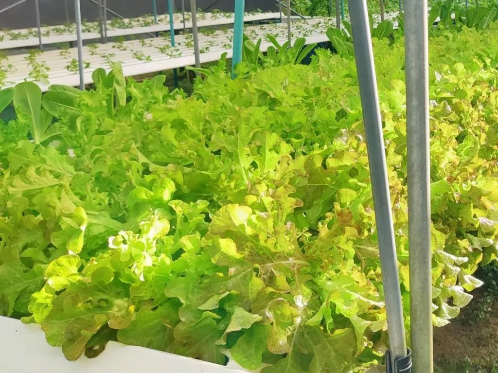 Garden in The Willow Phangan