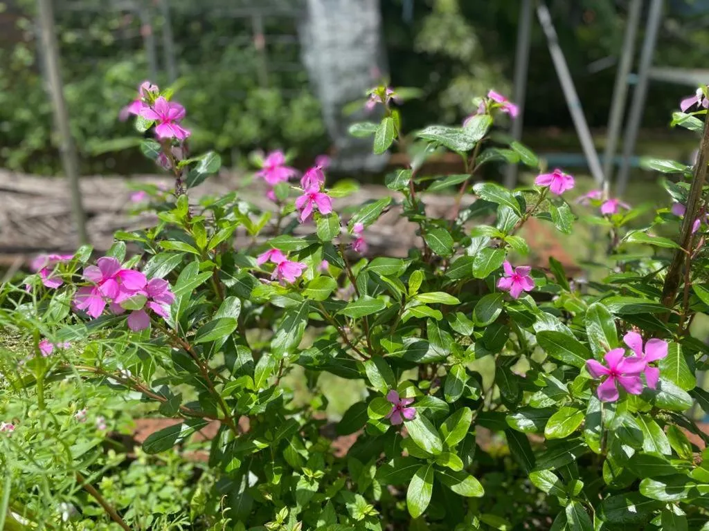 Spring in The Willow Phangan