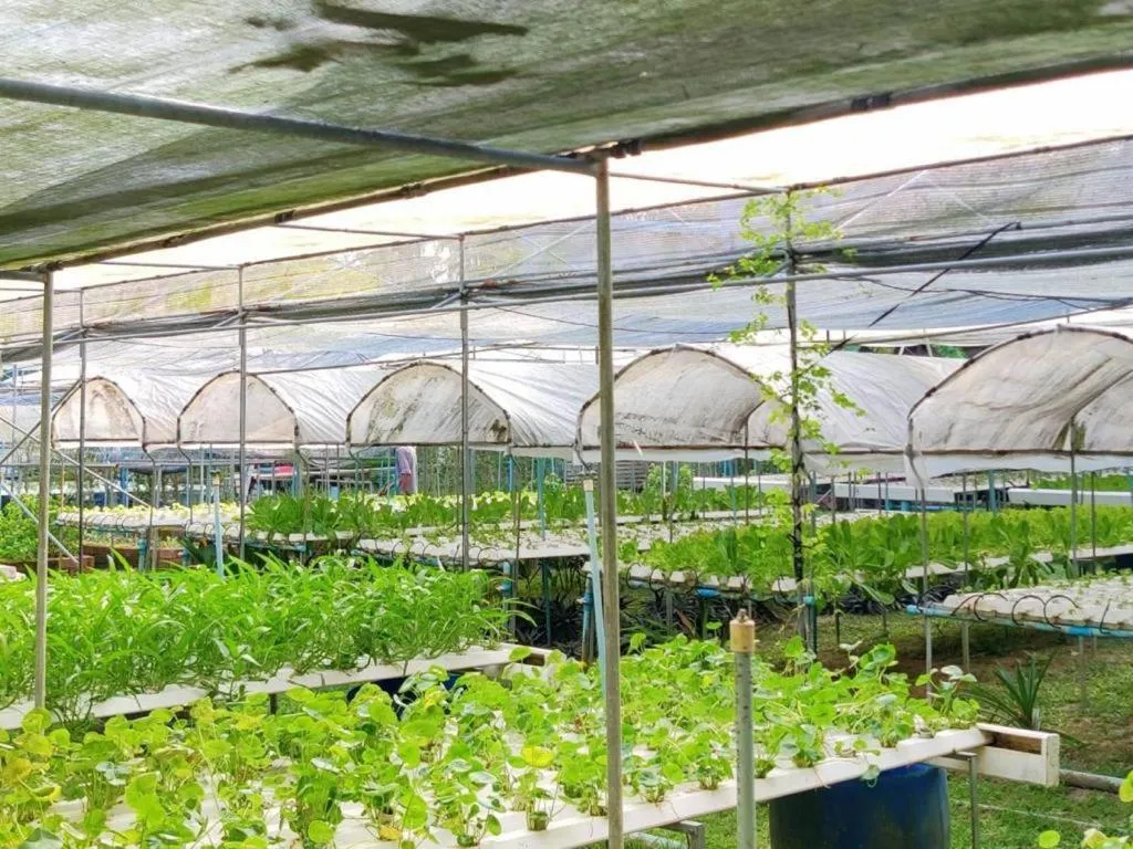 Garden in The Willow Phangan