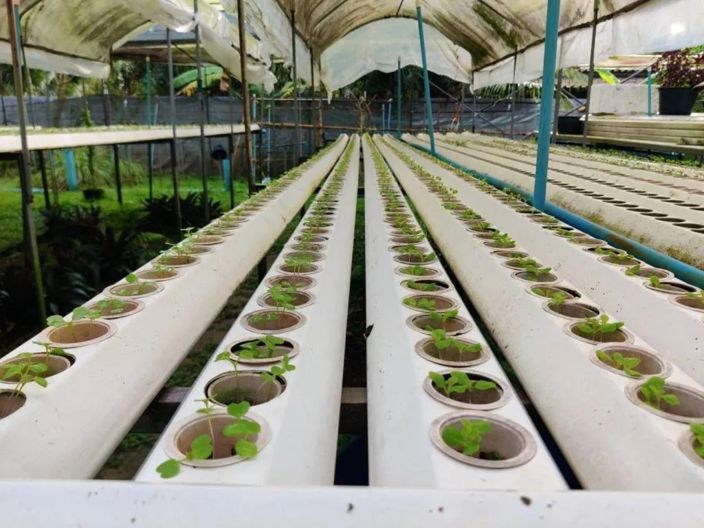 Garden in The Willow Phangan