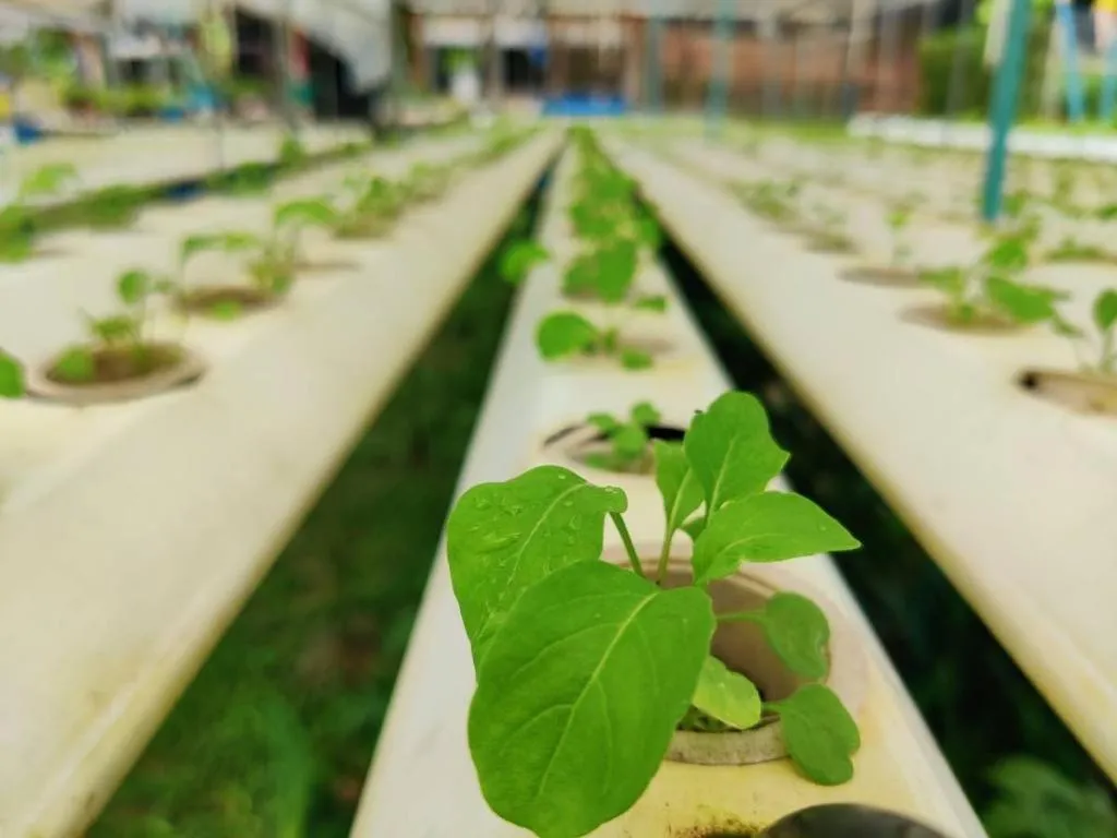 Garden in The Willow Phangan