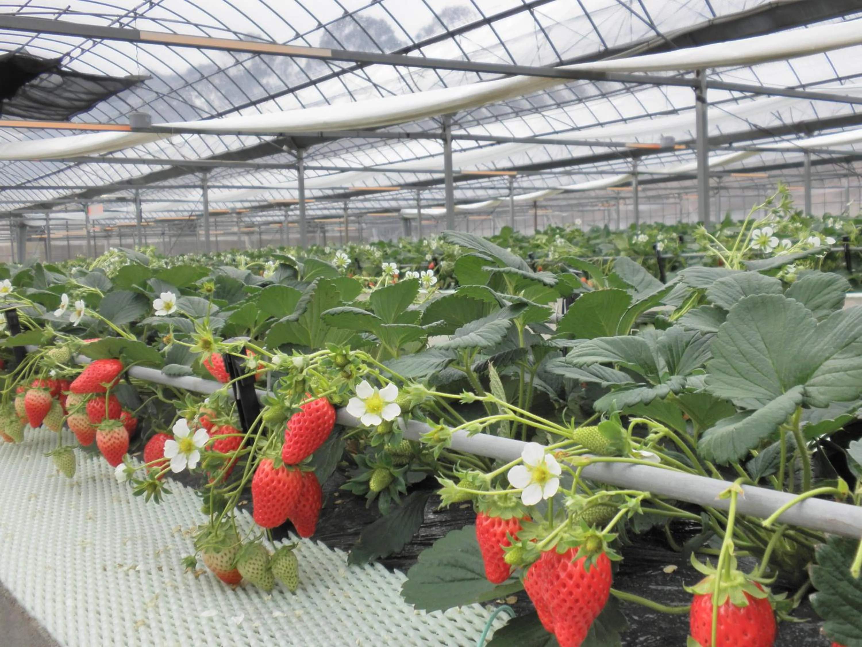 Nearby landmark in Genjiko