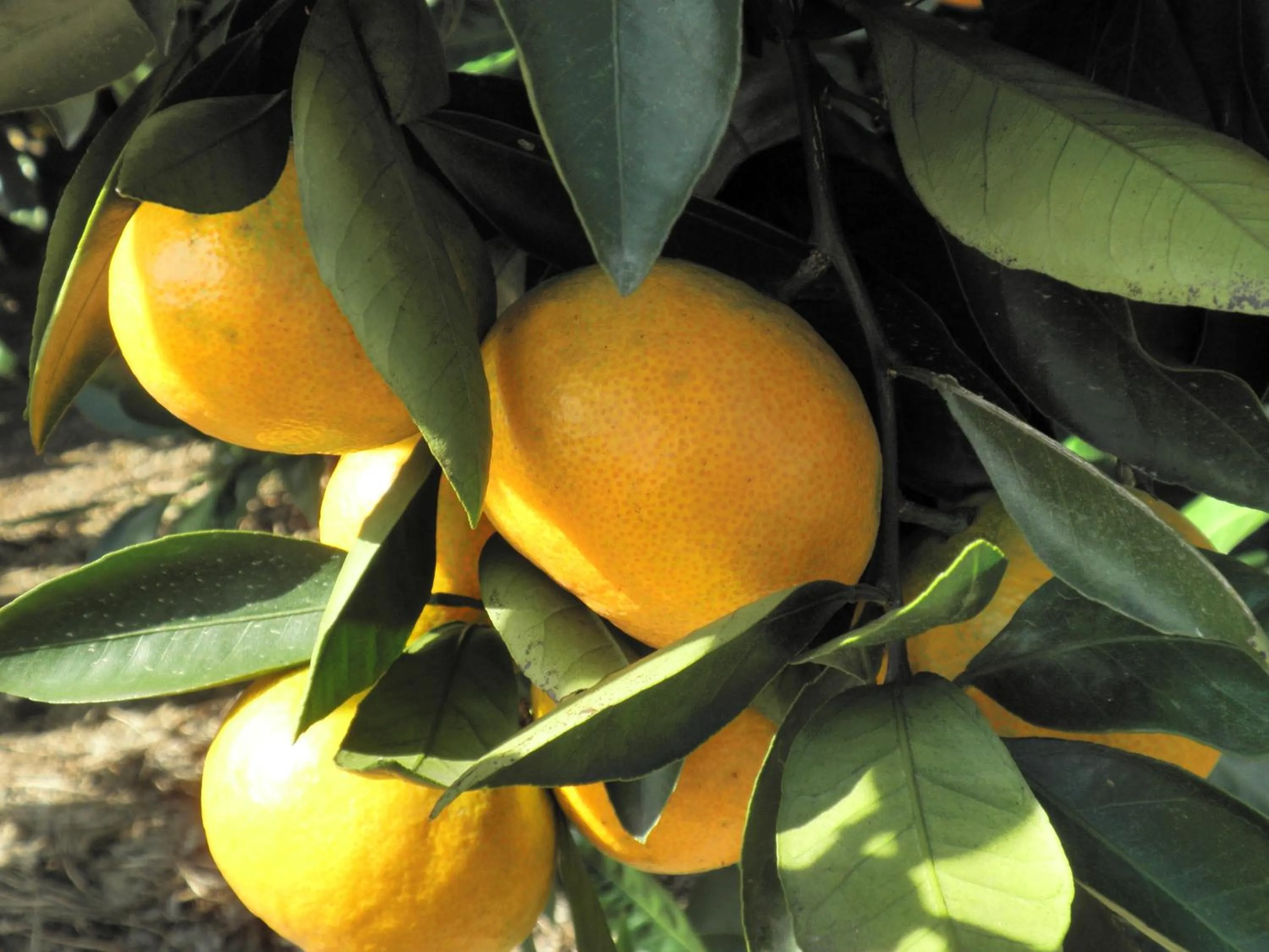 Nearby landmark in Genjiko