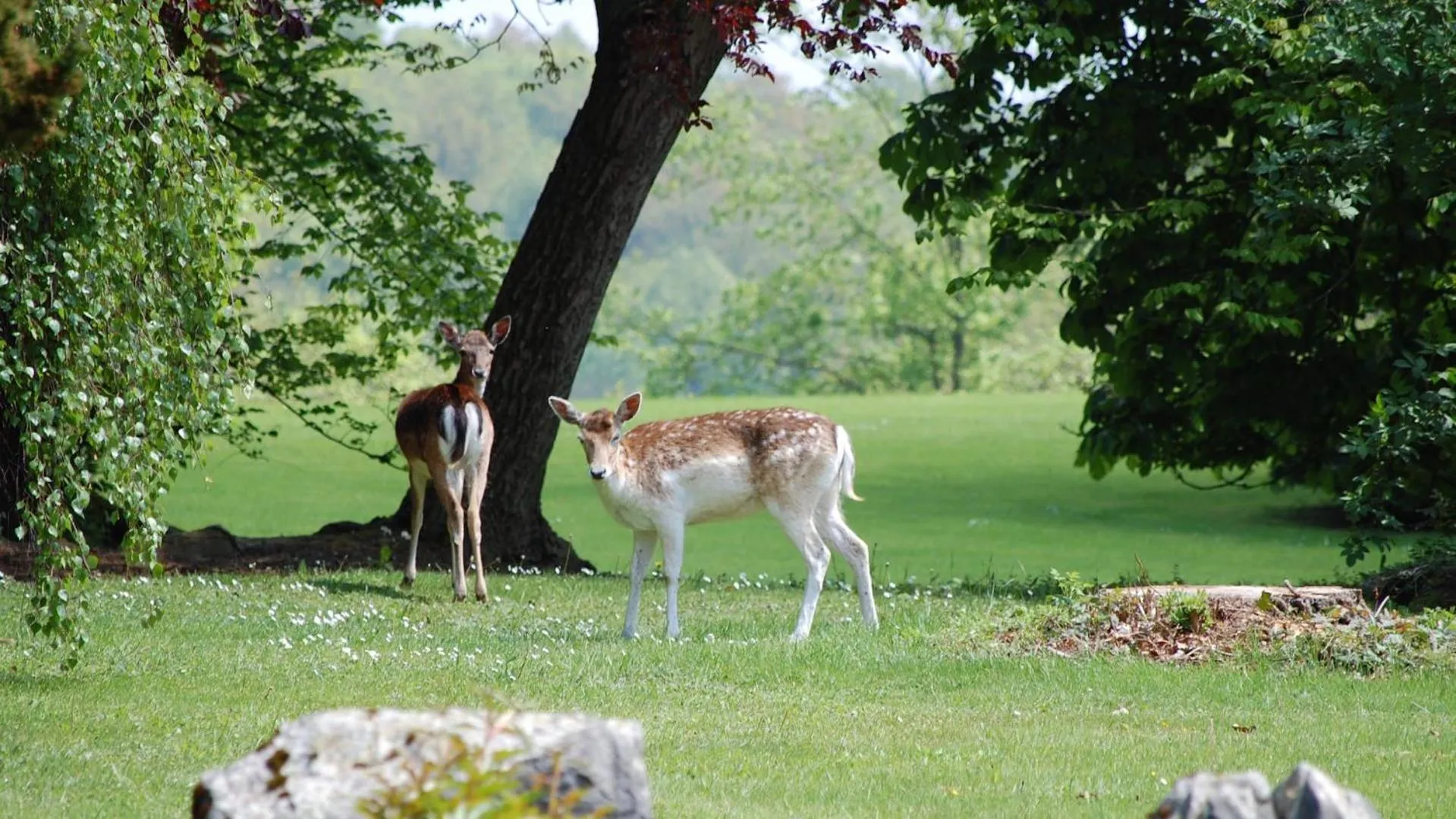 Garden view in Lafarques