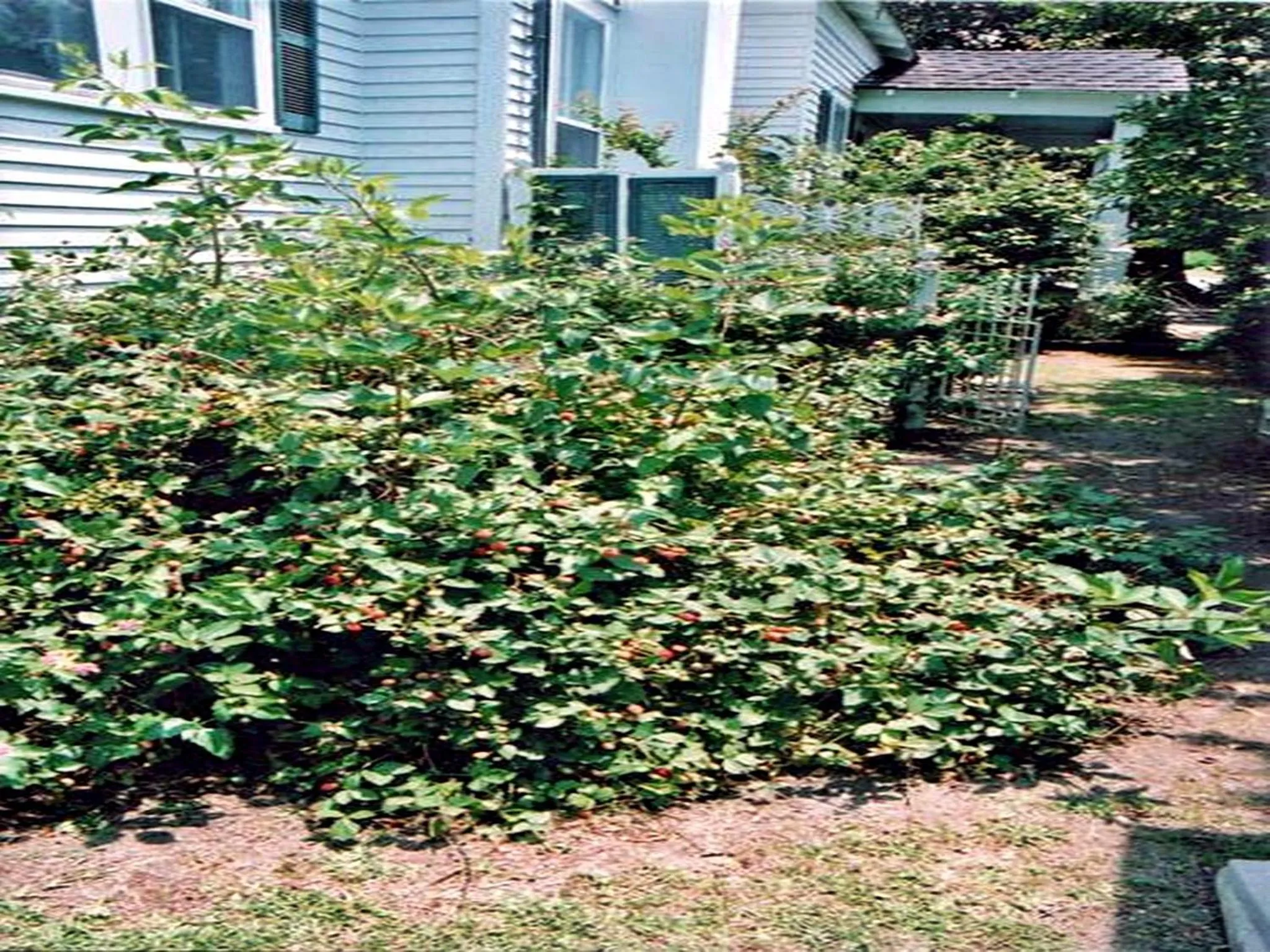 Ducote-Williams House