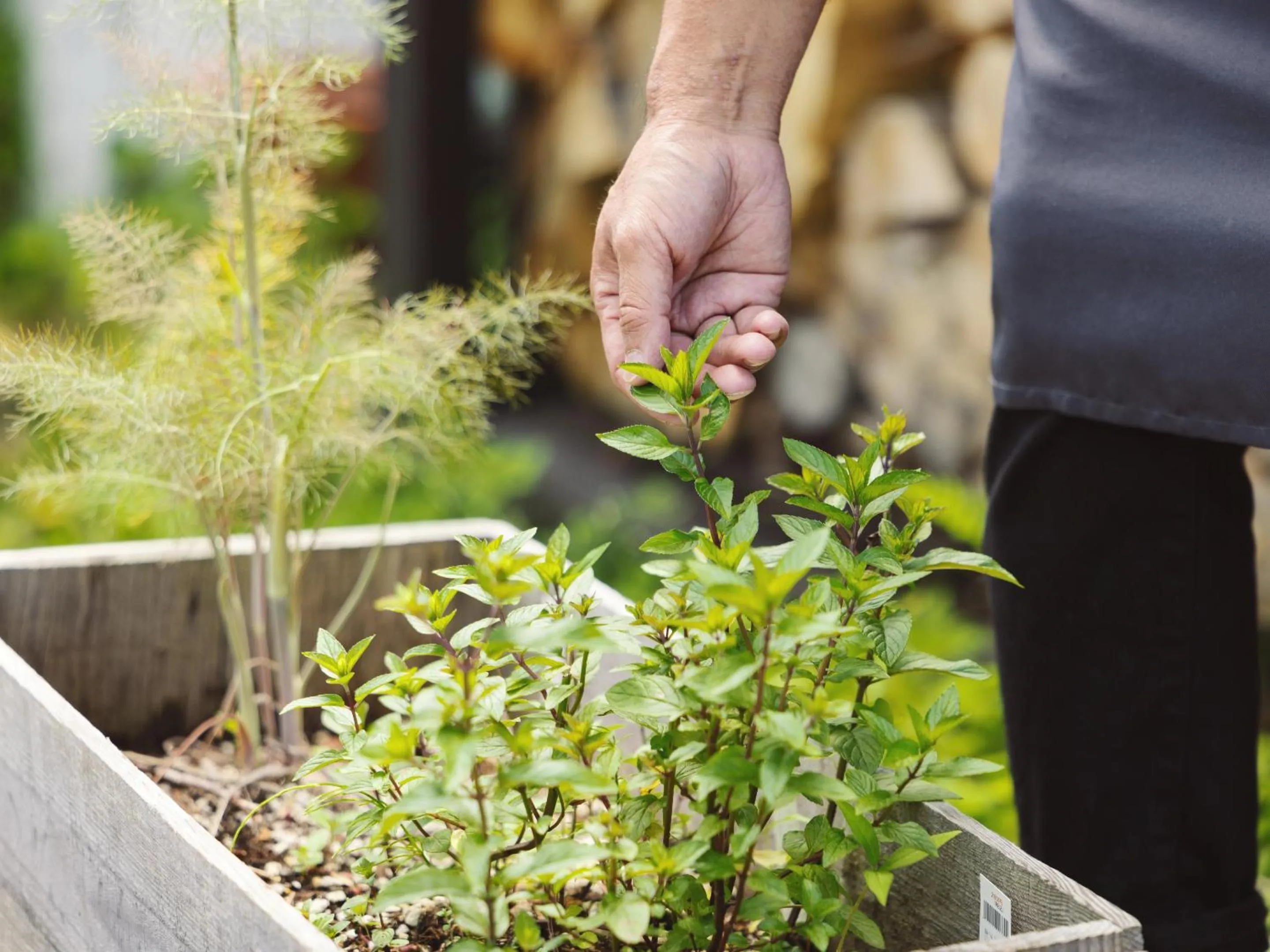 Meals in Kiyosatokogen Country Inn The Classic