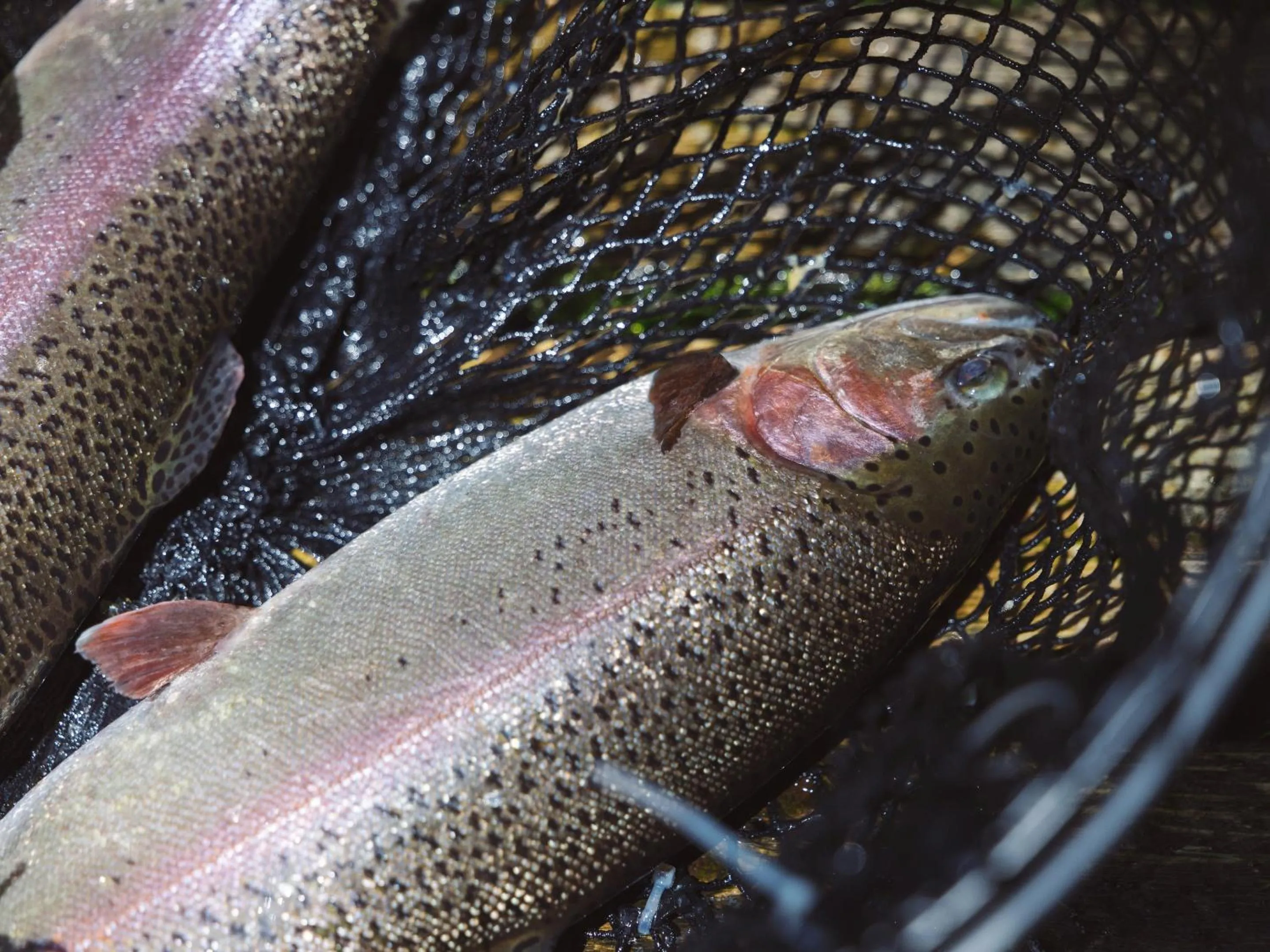Meals in Kiyosatokogen Country Inn The Classic