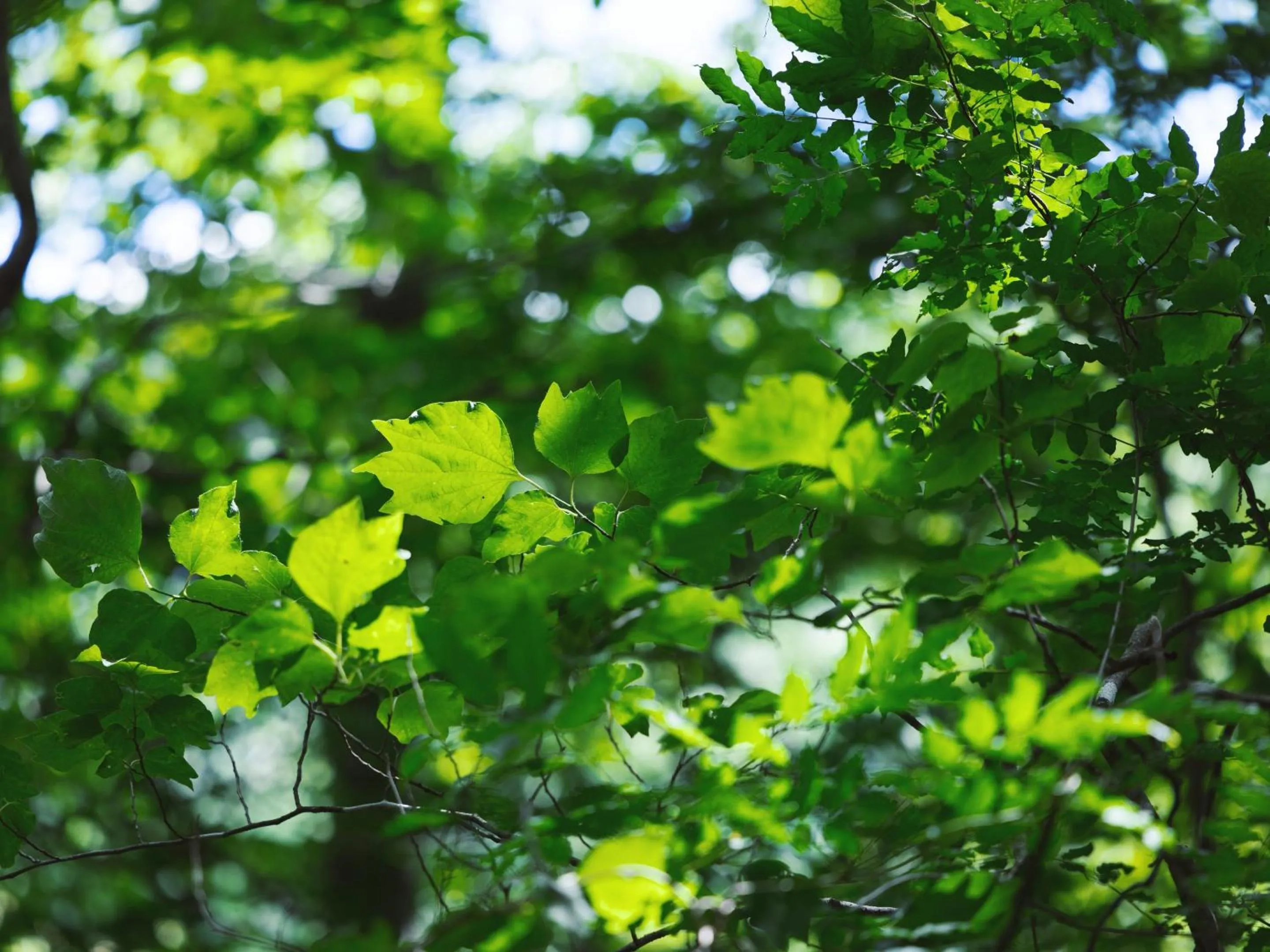 Natural landscape in Kiyosatokogen Country Inn The Classic