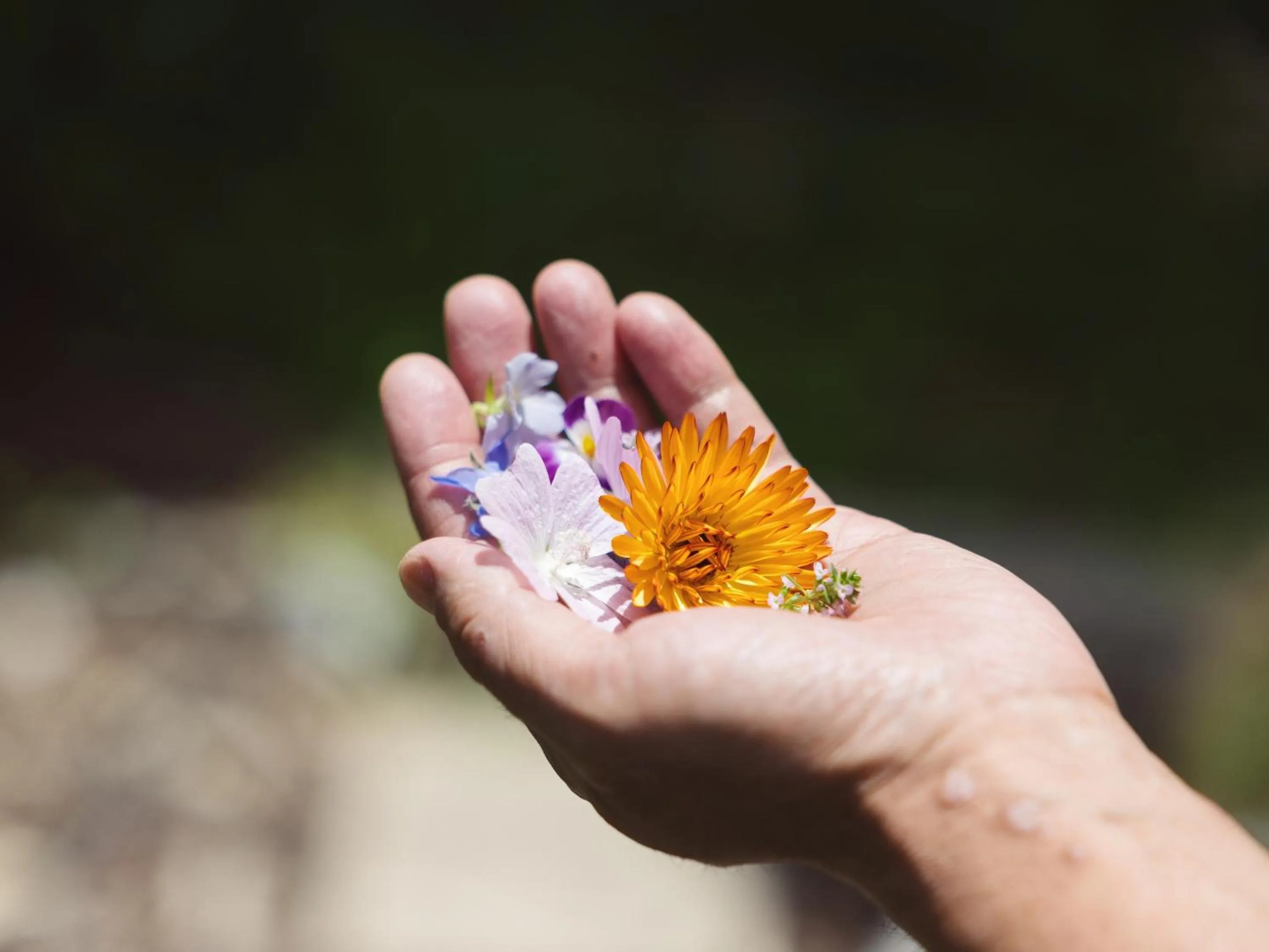 Other in Kiyosatokogen Country Inn The Classic