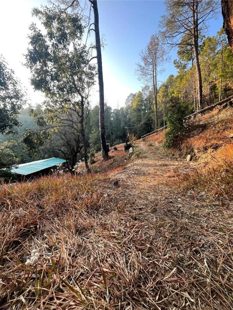 Natural landscape in Glampinn Woods