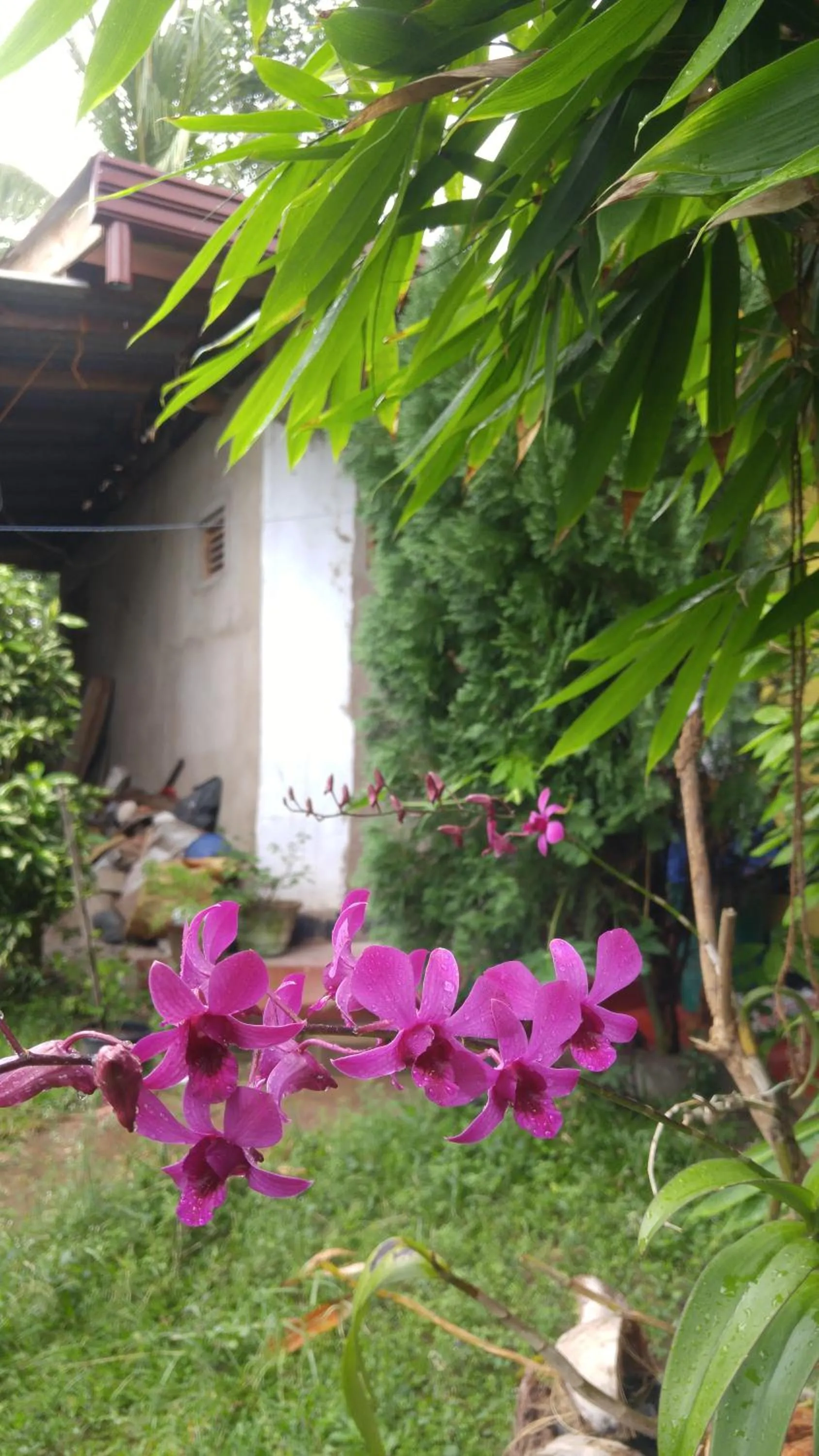 Garden in Ananda Home Stay and Restaurant