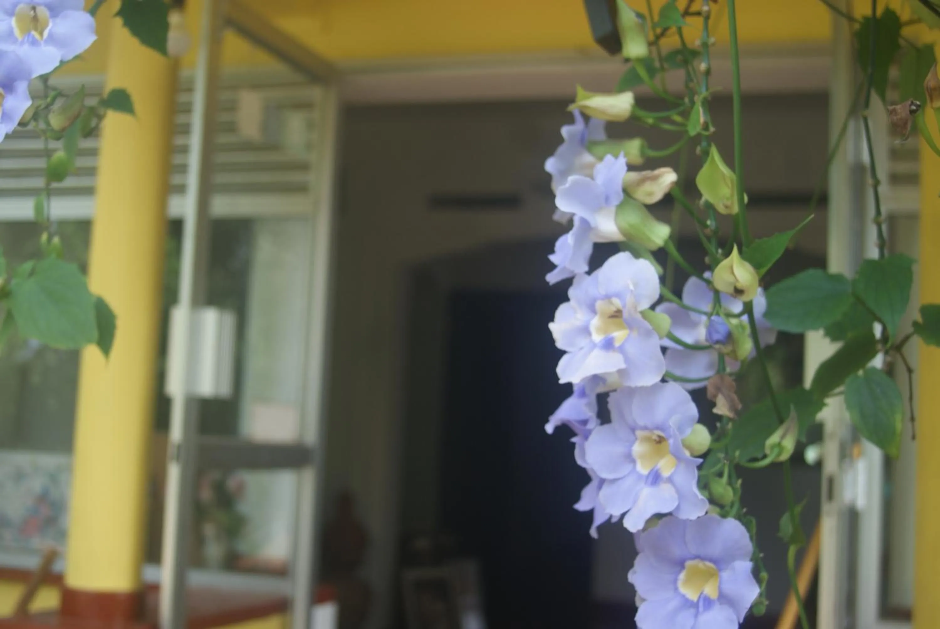 Garden in Ananda Home Stay and Restaurant