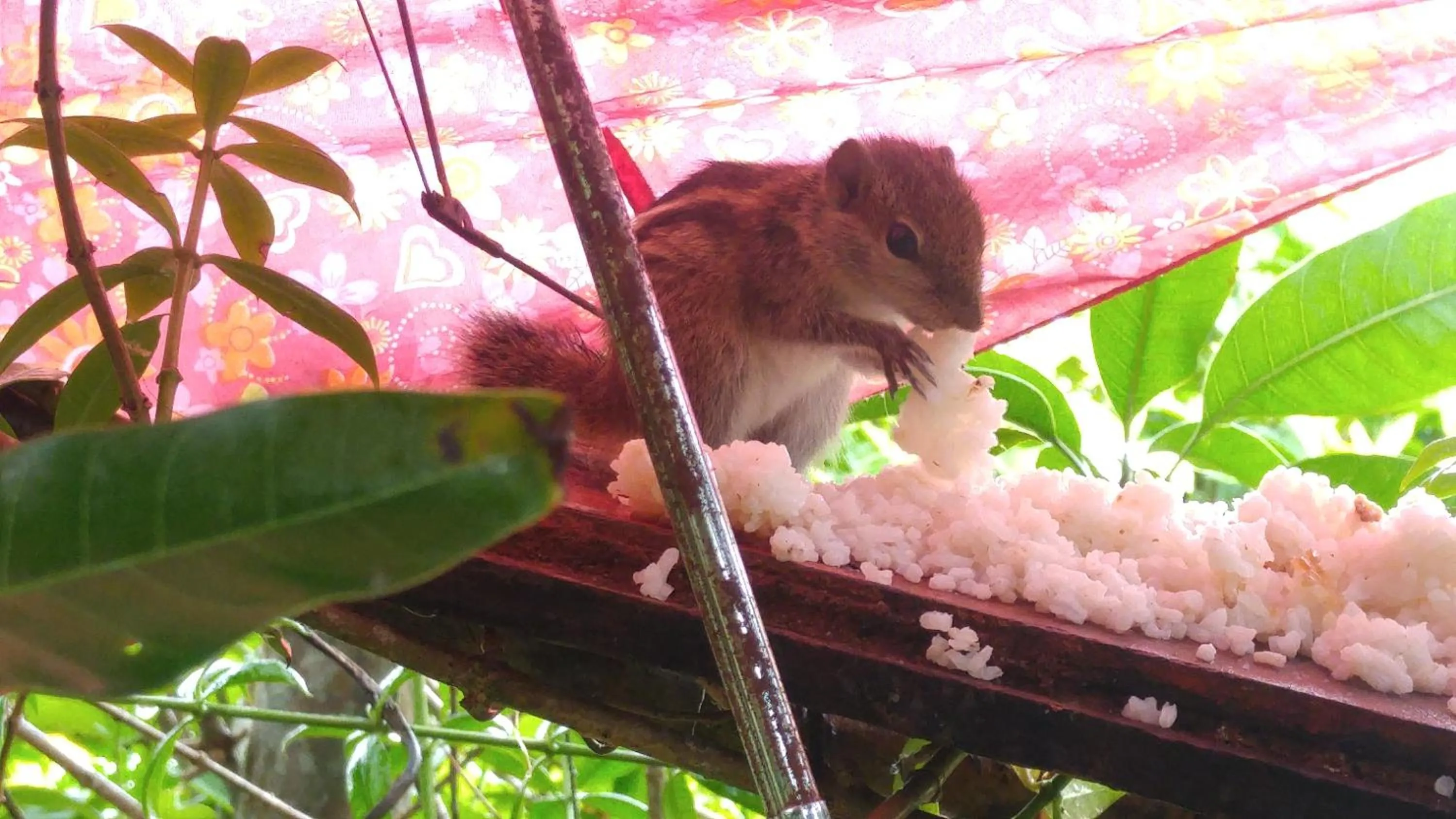 Pets in Ananda Home Stay and Restaurant